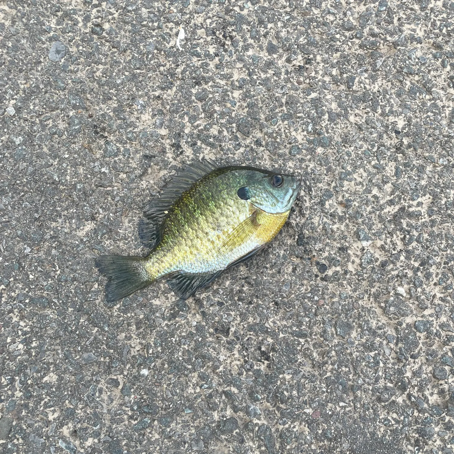 Bluegill caught on Fishbrain