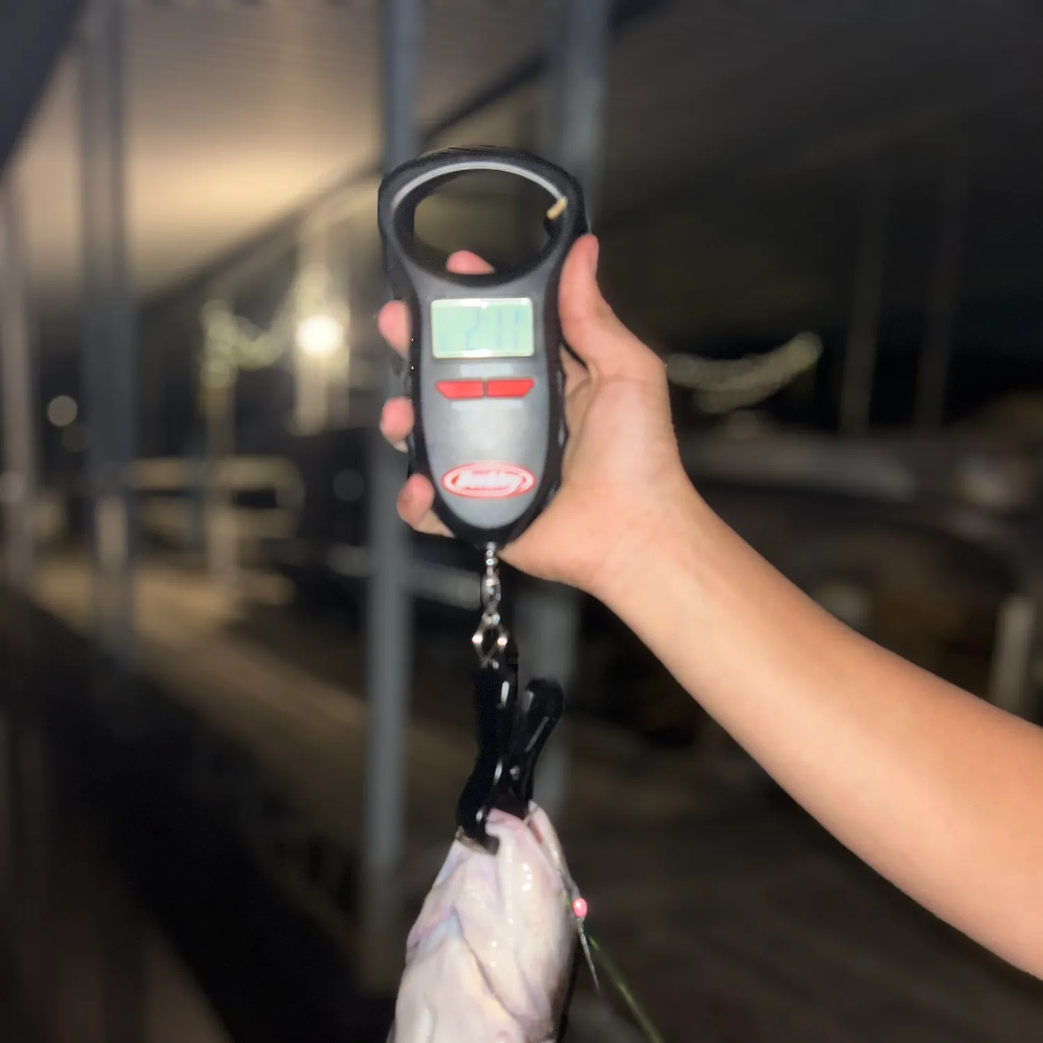 The most recent Channel catfish catches on Fishbrain