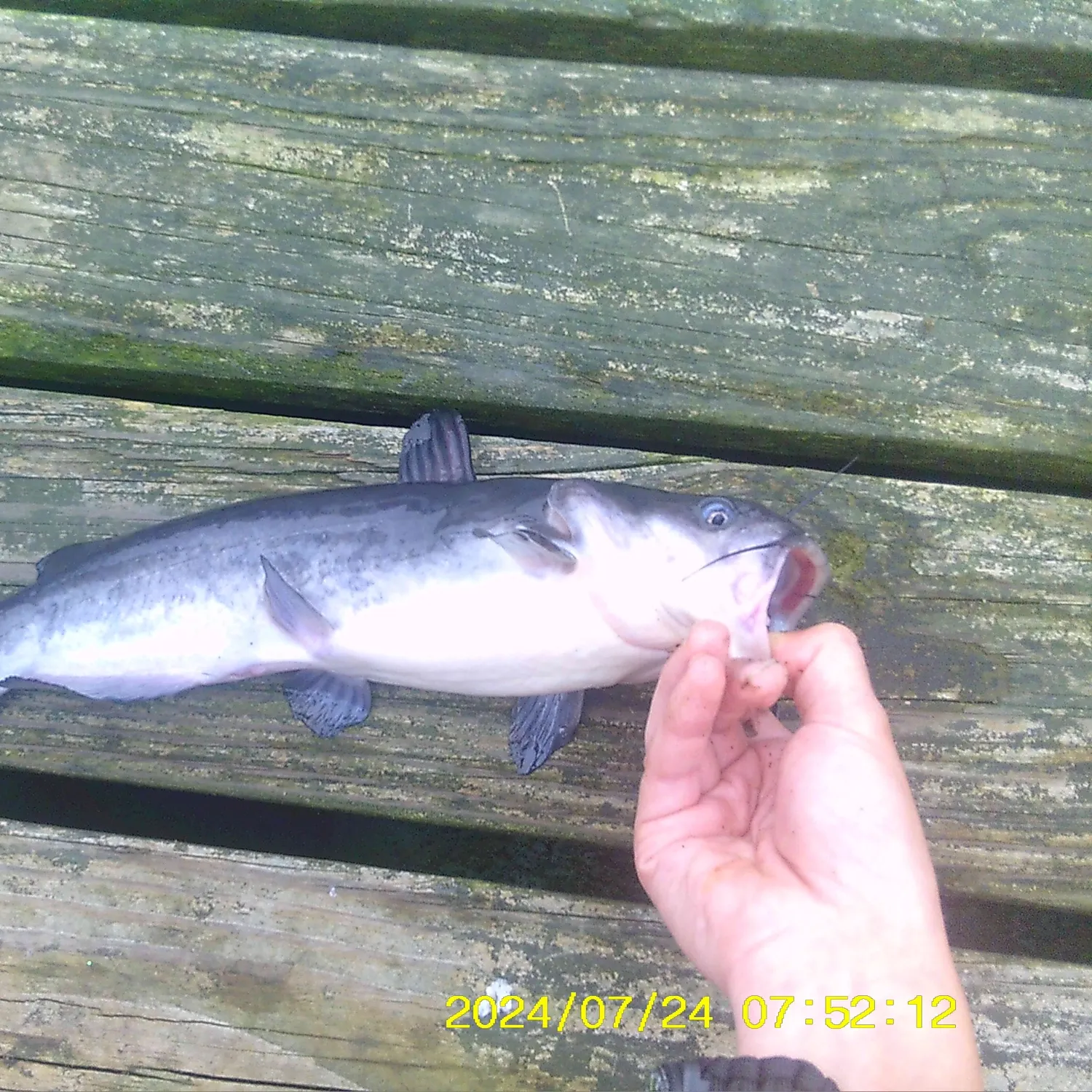 recently logged catches