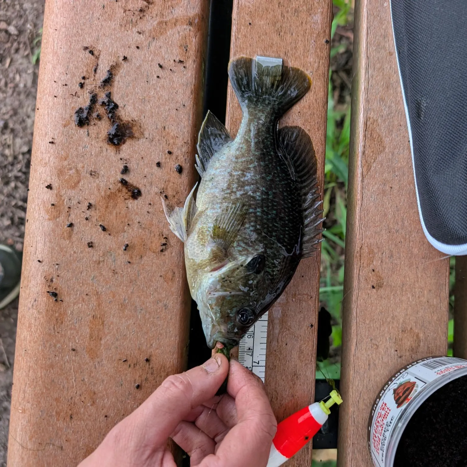 Greengill hybrid caught on Fishbrain