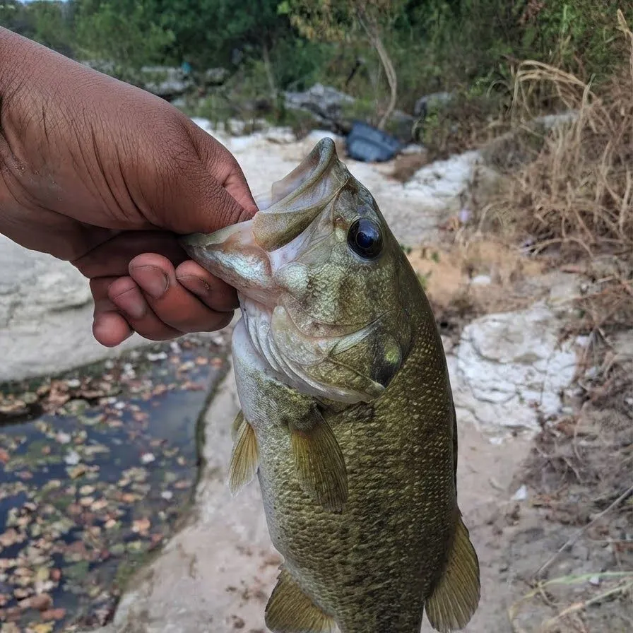 Smallmouth bass caught on Fishbrain