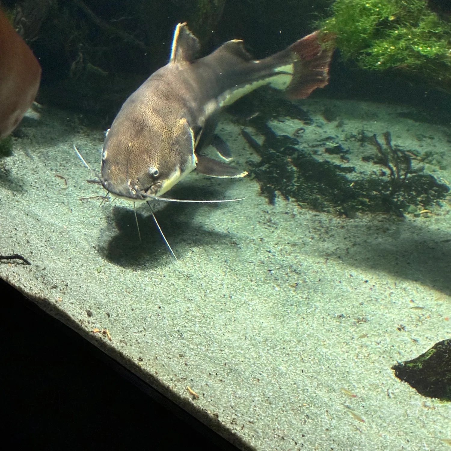 The most recent Redtail catfish catches on Fishbrain