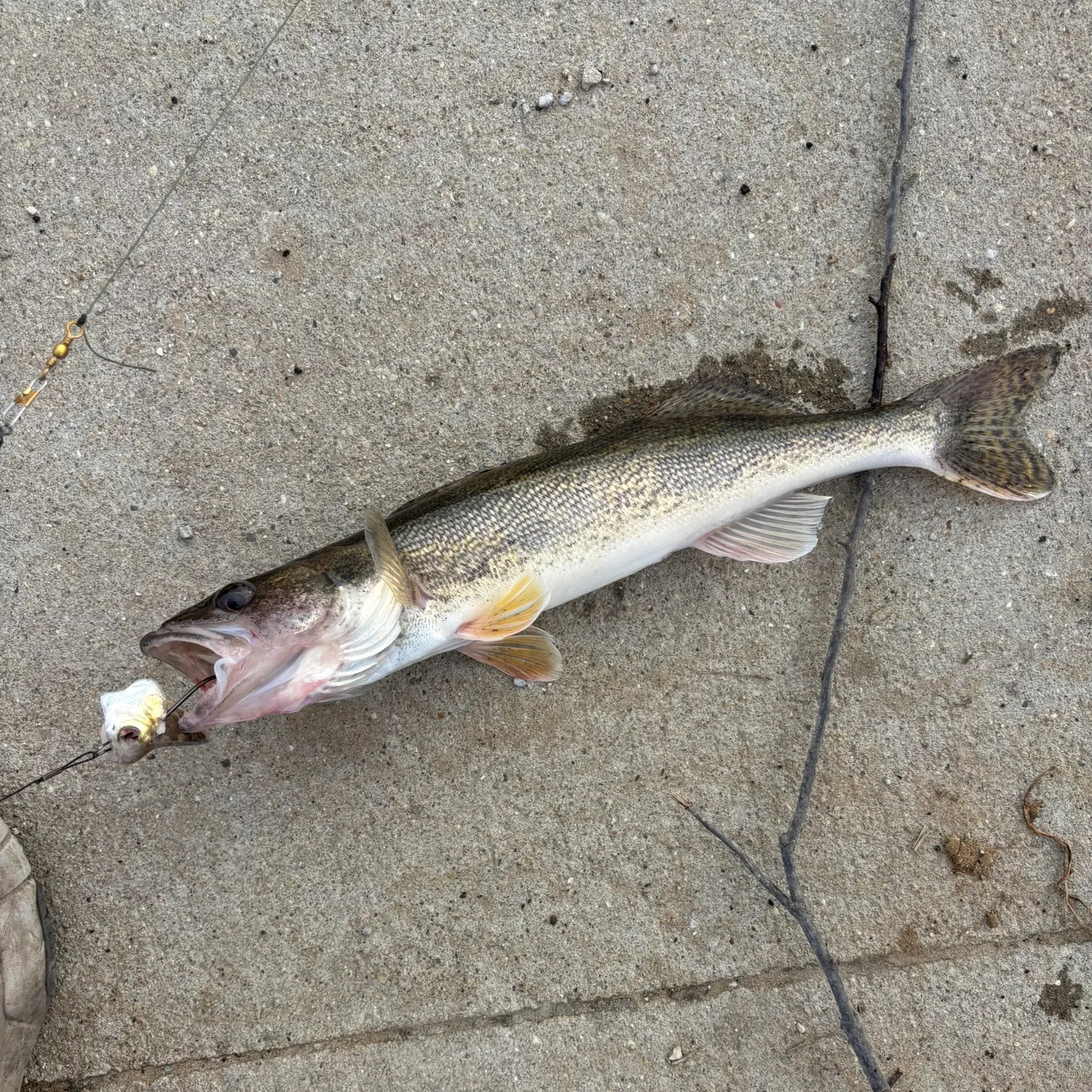 recently logged catches