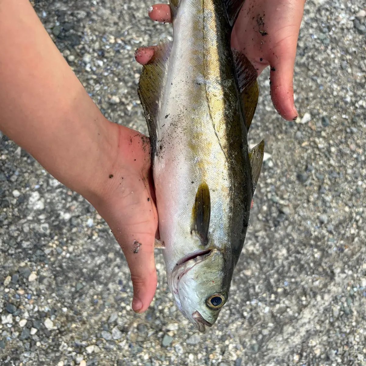 The most recent Pollack catches on Fishbrain