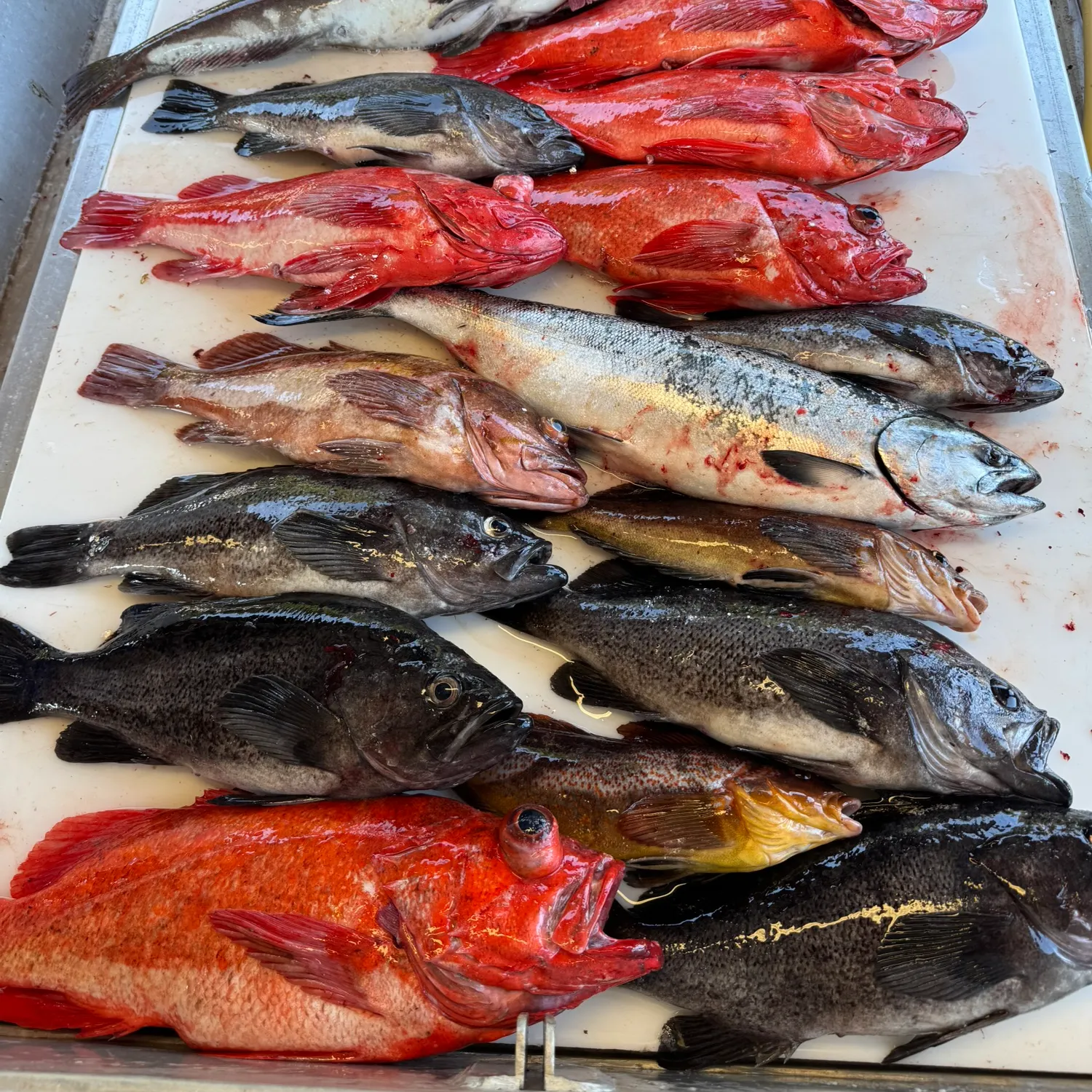 The most recent Black rockfish catches on Fishbrain
