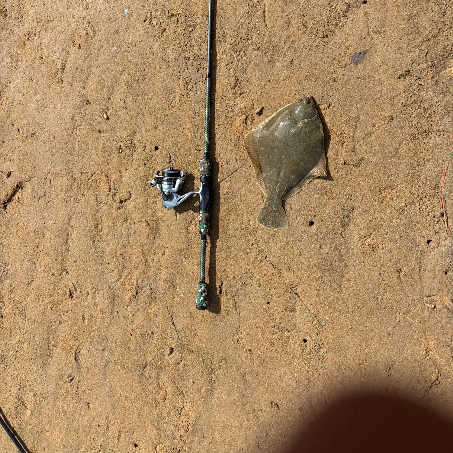The most recent Diamond turbot catches on Fishbrain