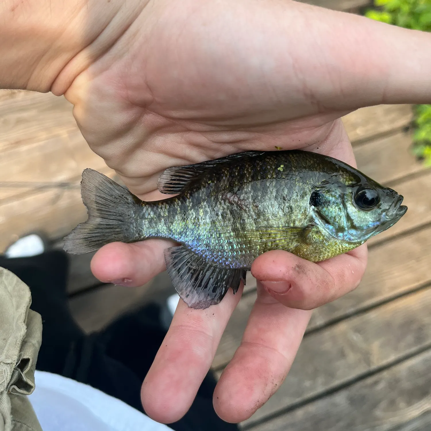 catch