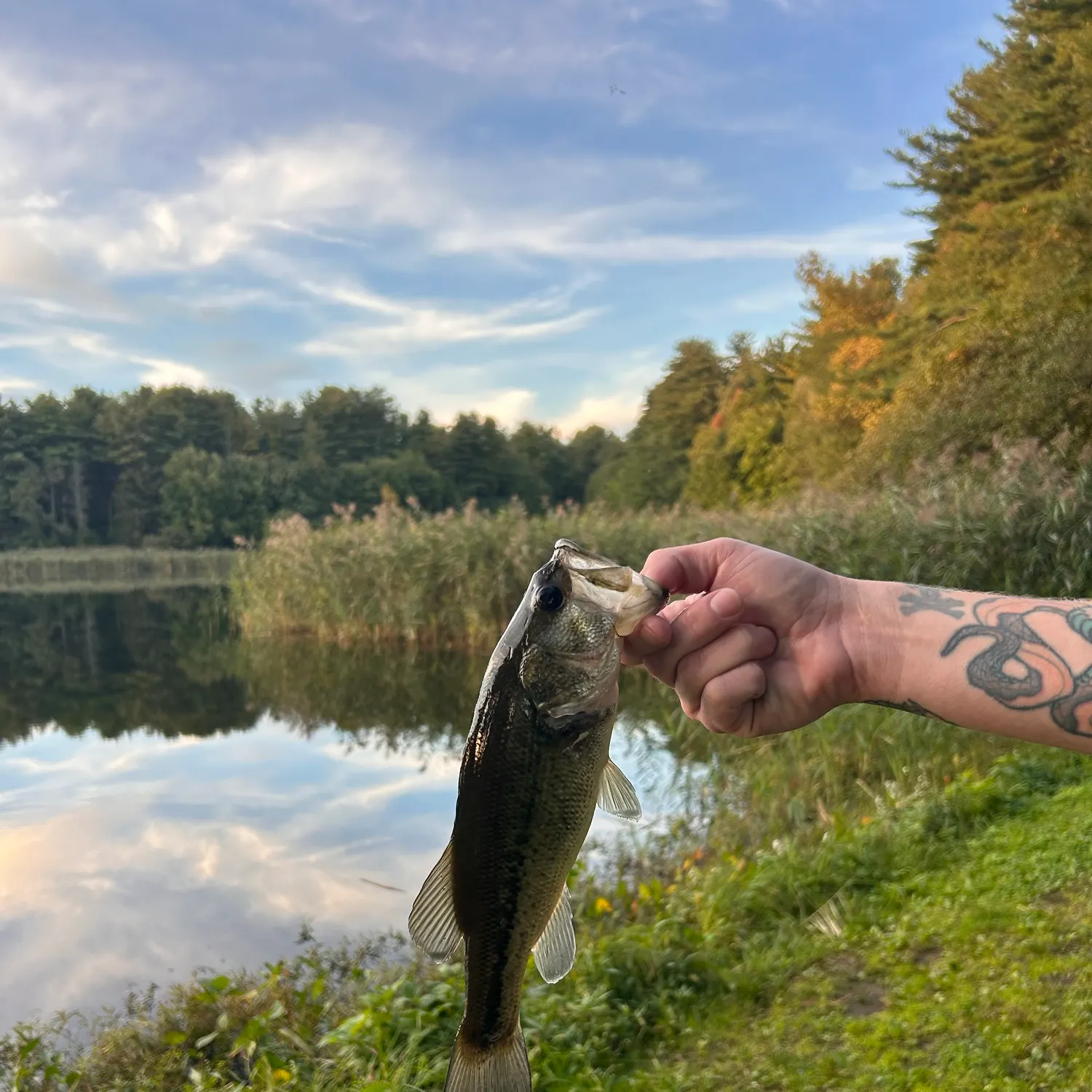 Largemouth bass caught on Fishbrain