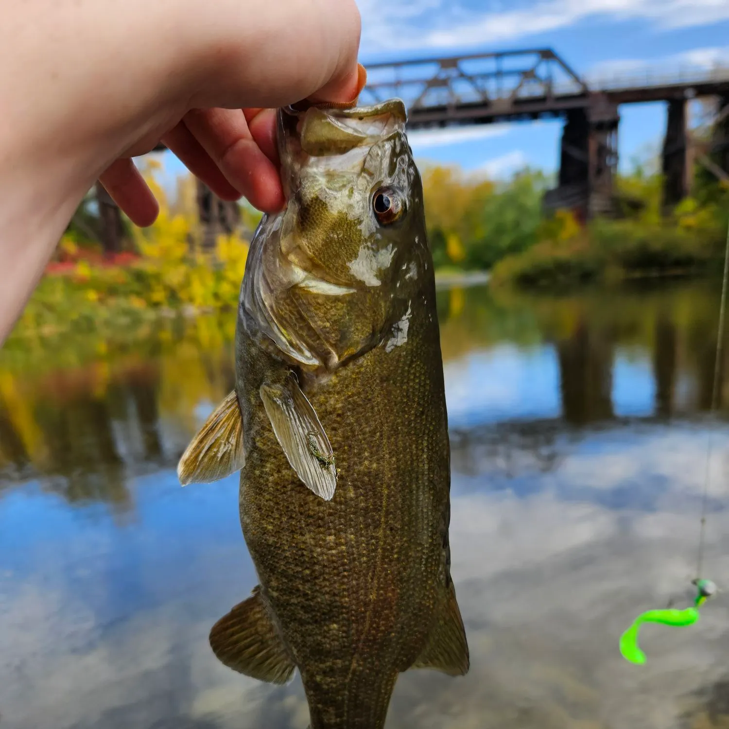 Smallmouth bass caught on Fishbrain