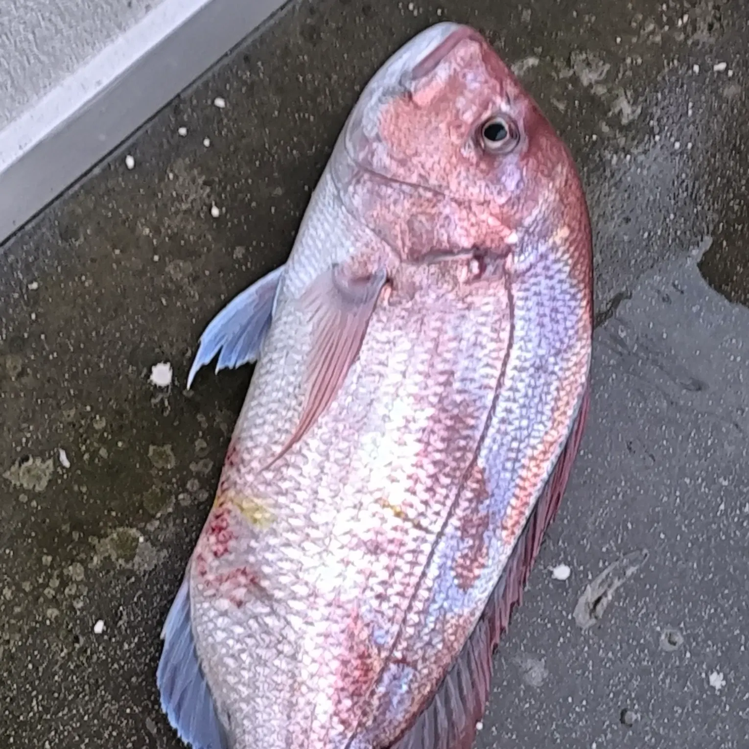 The most recent Pink dentex catches on Fishbrain