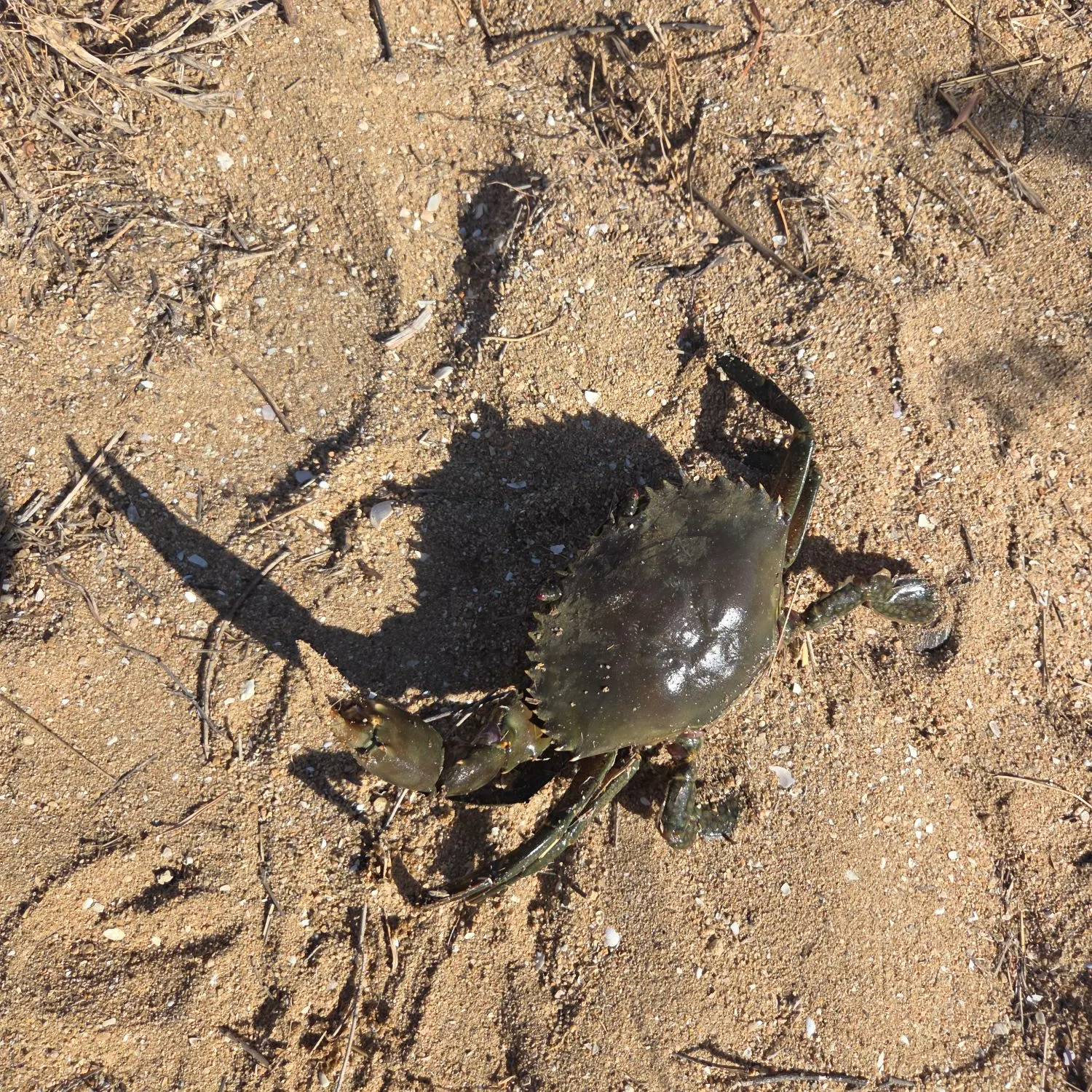 The most recent Giant mud crab catches on Fishbrain