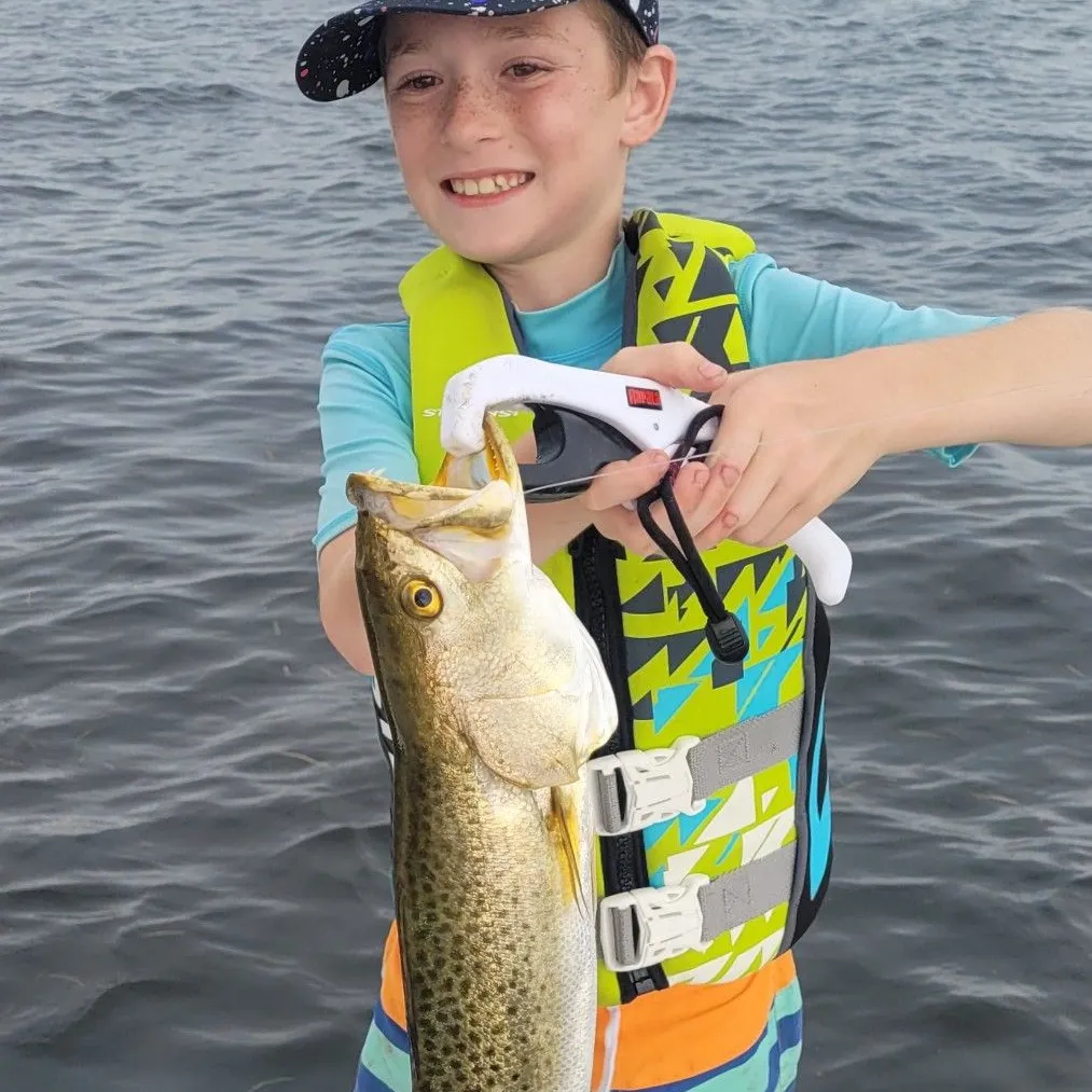 Spotted seatrout caught on Fishbrain