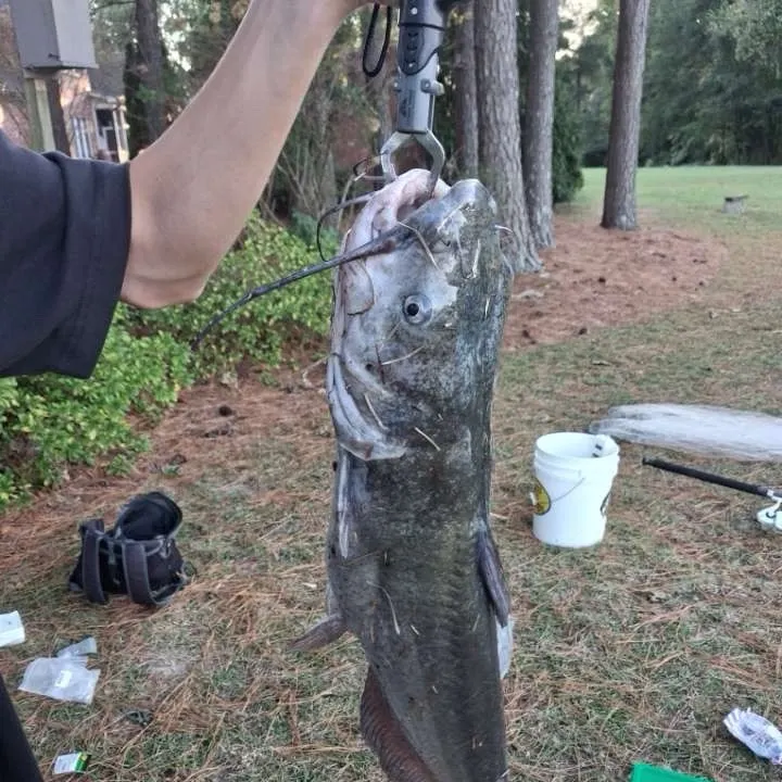 Channel catfish caught on Fishbrain