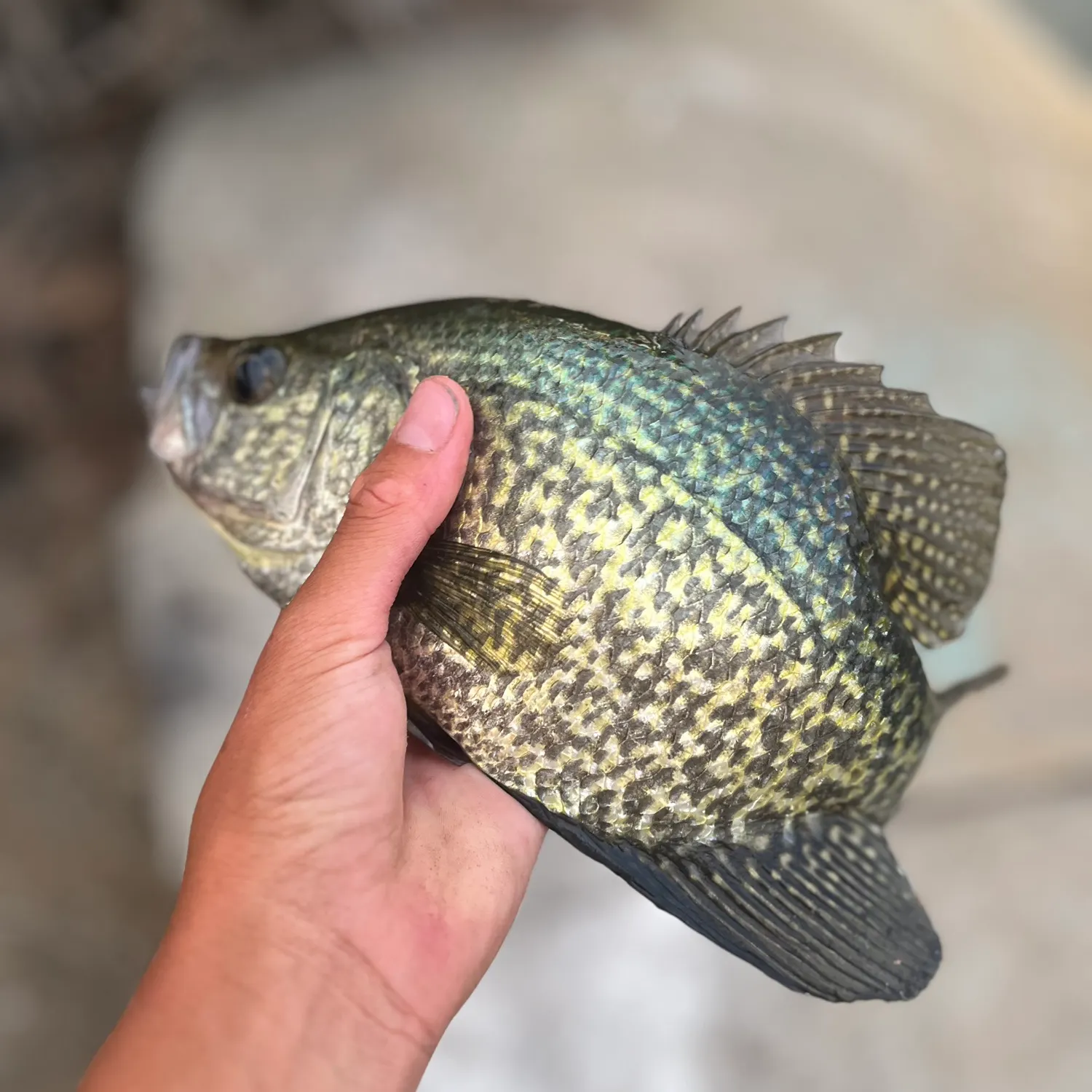 Black crappie caught on Fishbrain