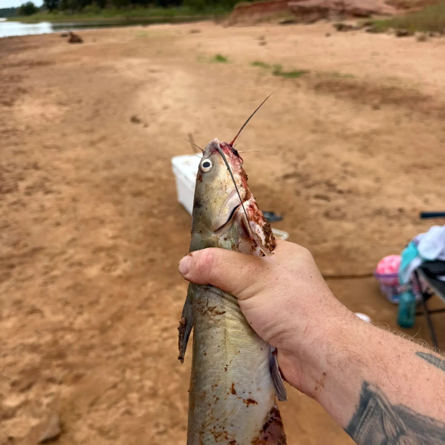 catch