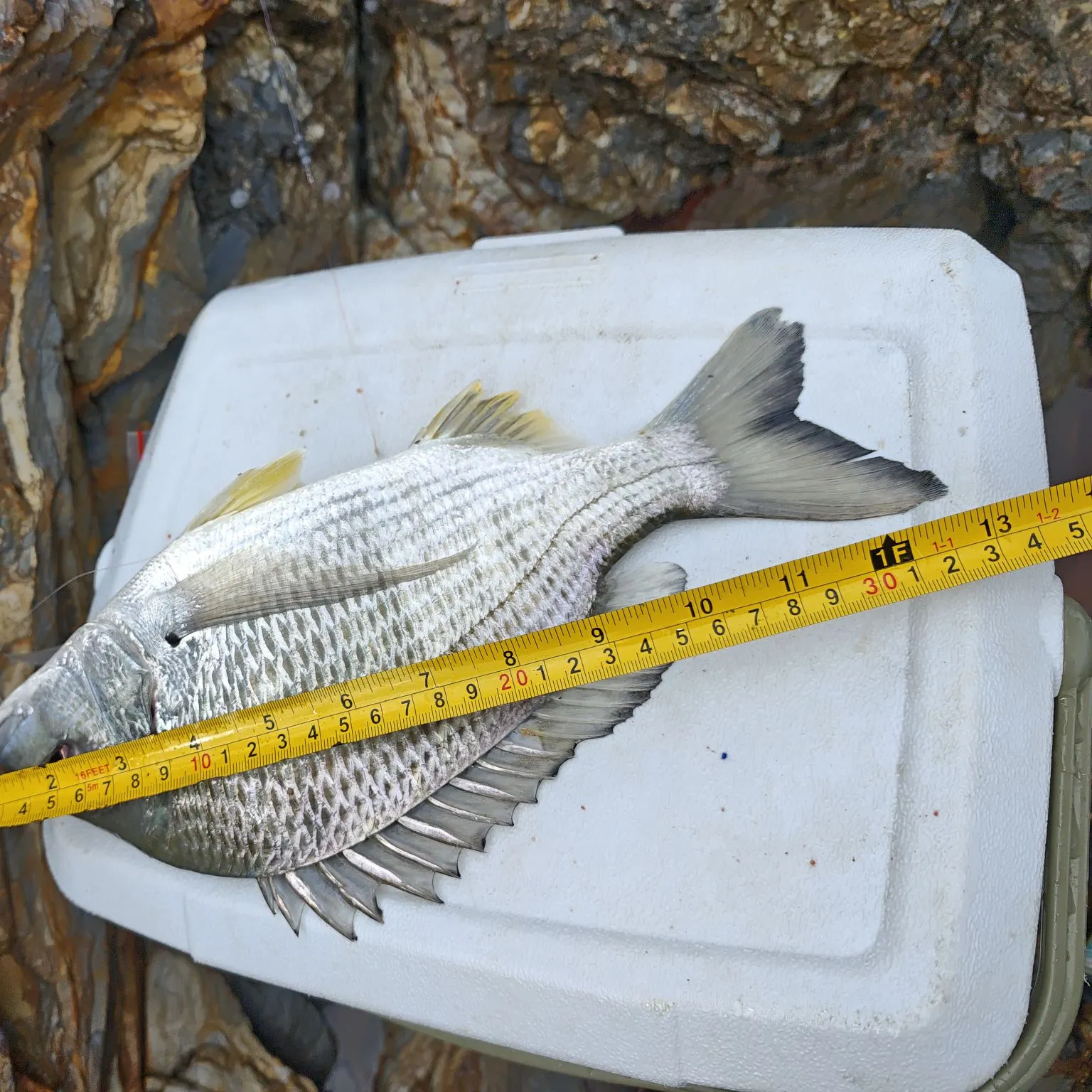 Surf bream caught on Fishbrain