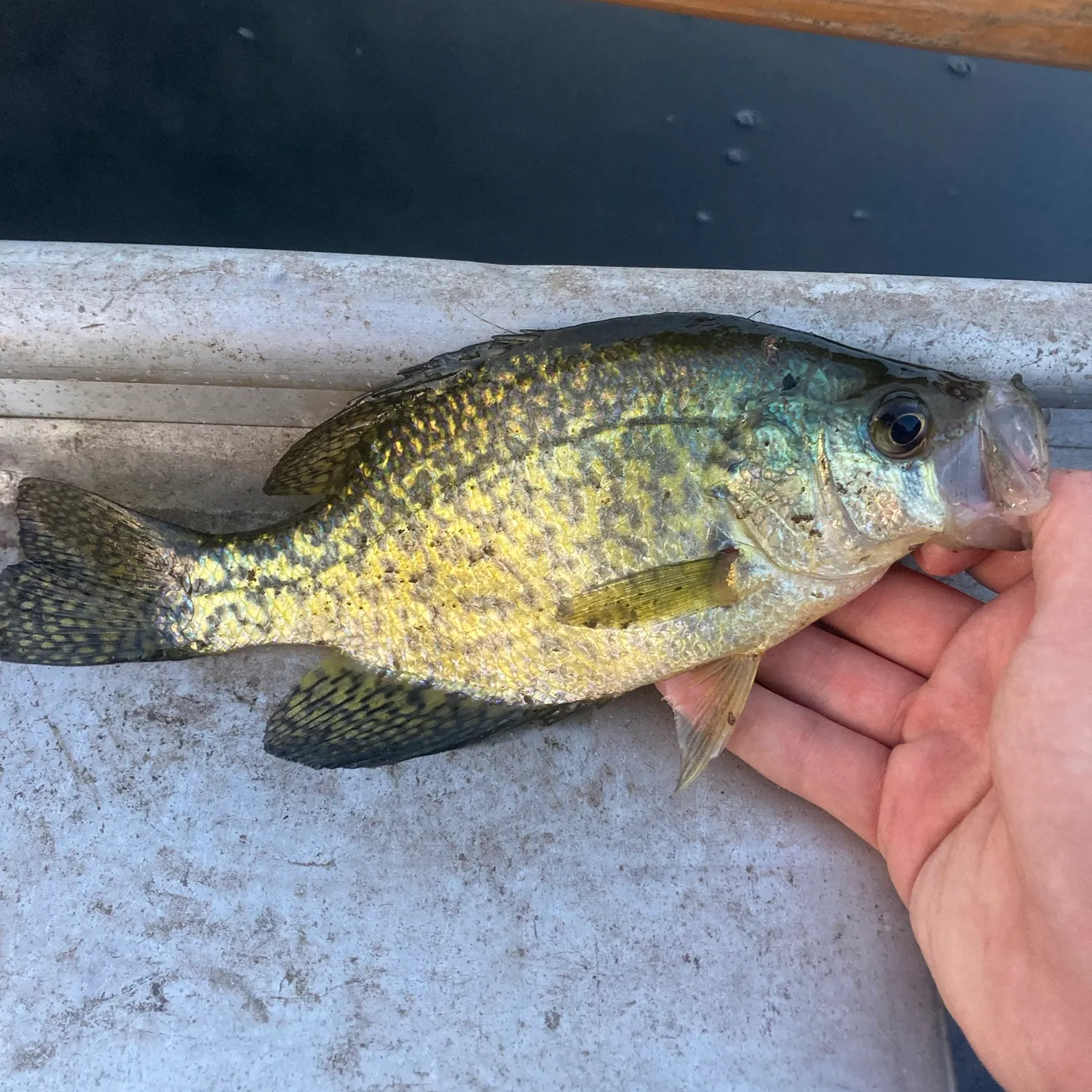 Black crappie caught on Fishbrain