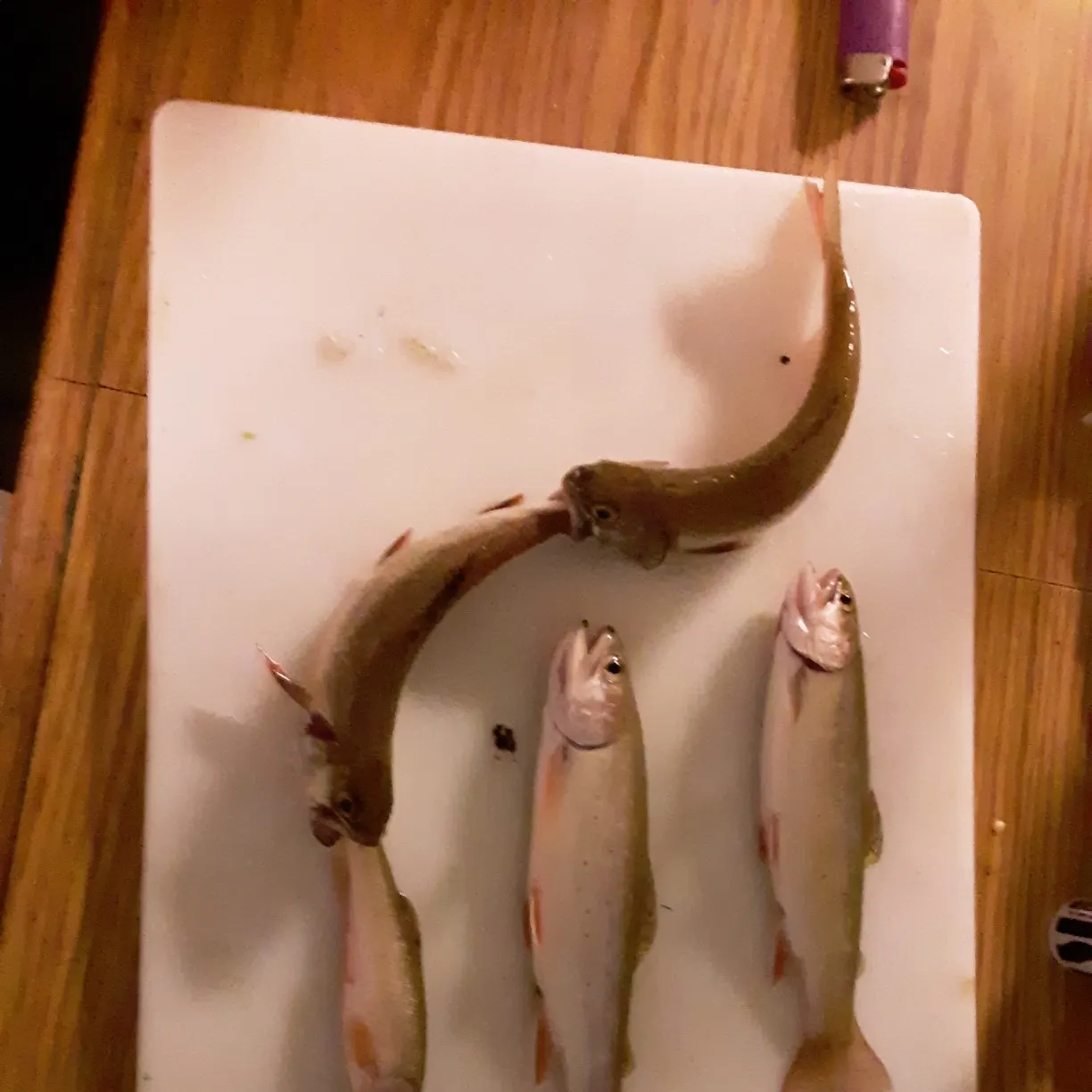 recently logged catches