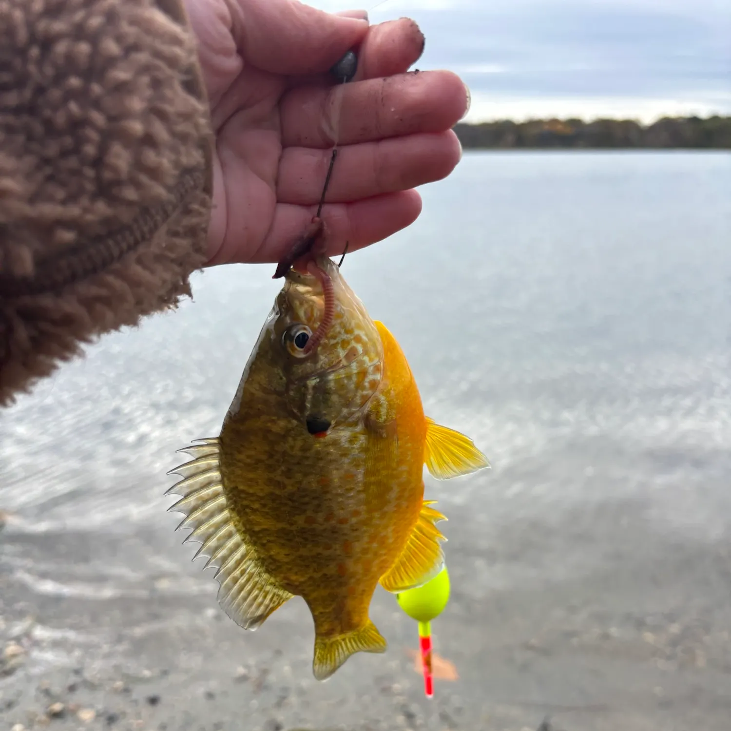 Pumpkinseed caught on Fishbrain