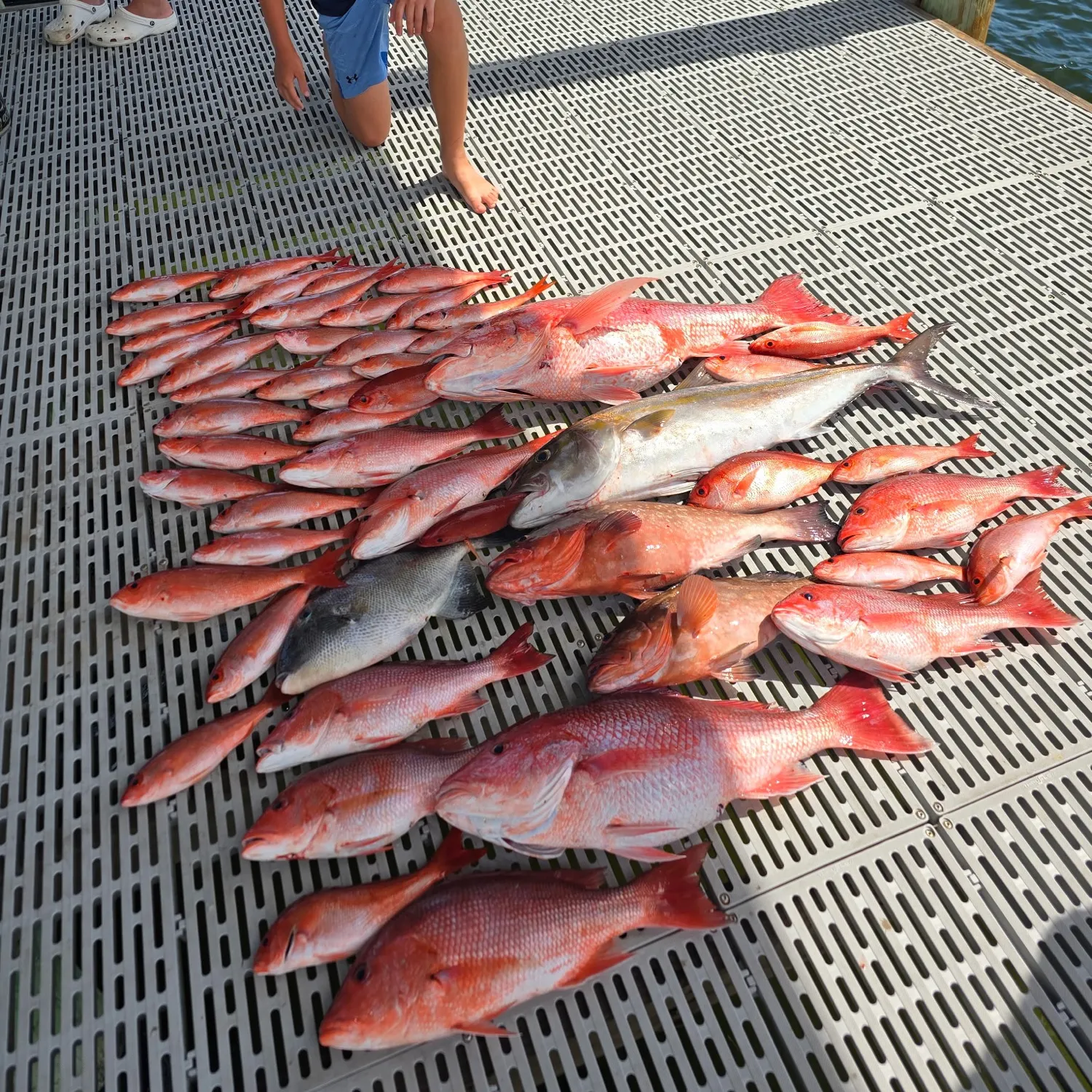 Red grouper caught on Fishbrain