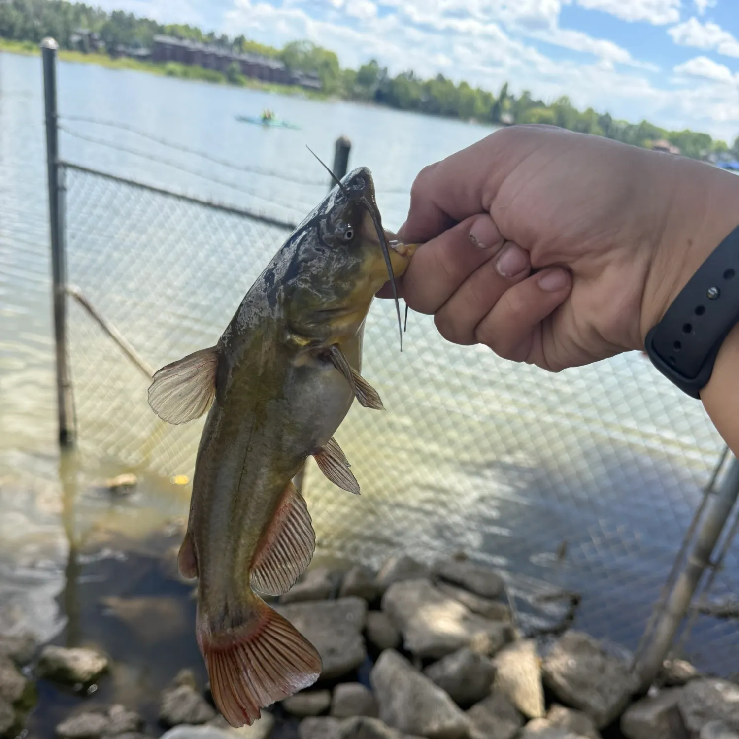 Yellow bullhead caught on Fishbrain