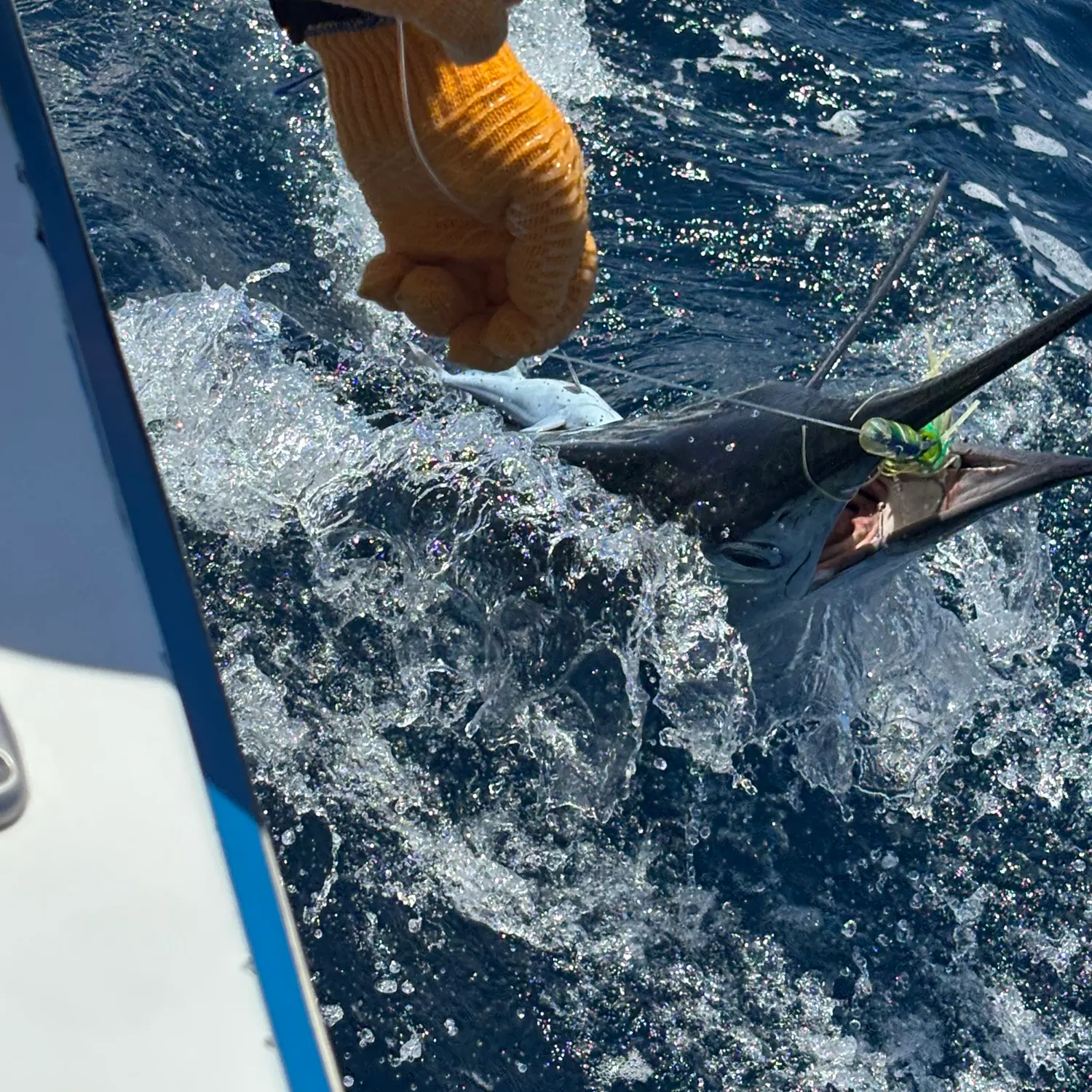 The most recent Striped marlin catches on Fishbrain