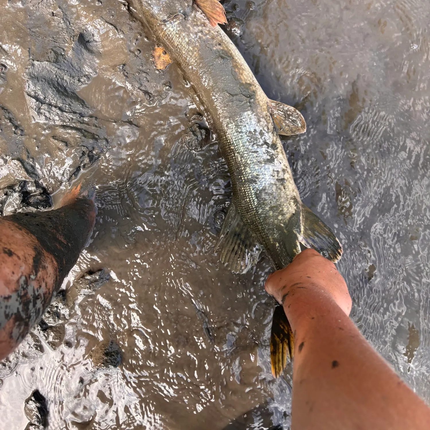 The most recent Northern pike catches on Fishbrain