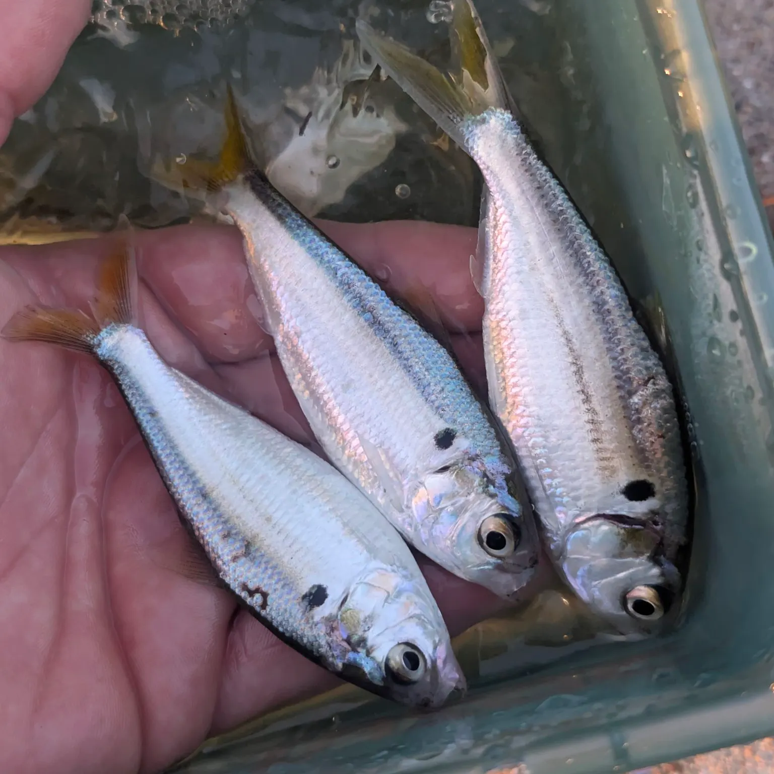 recently logged catches