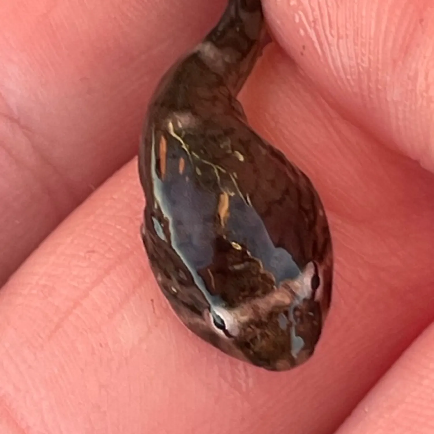 The most recent Northern clingfish catches on Fishbrain