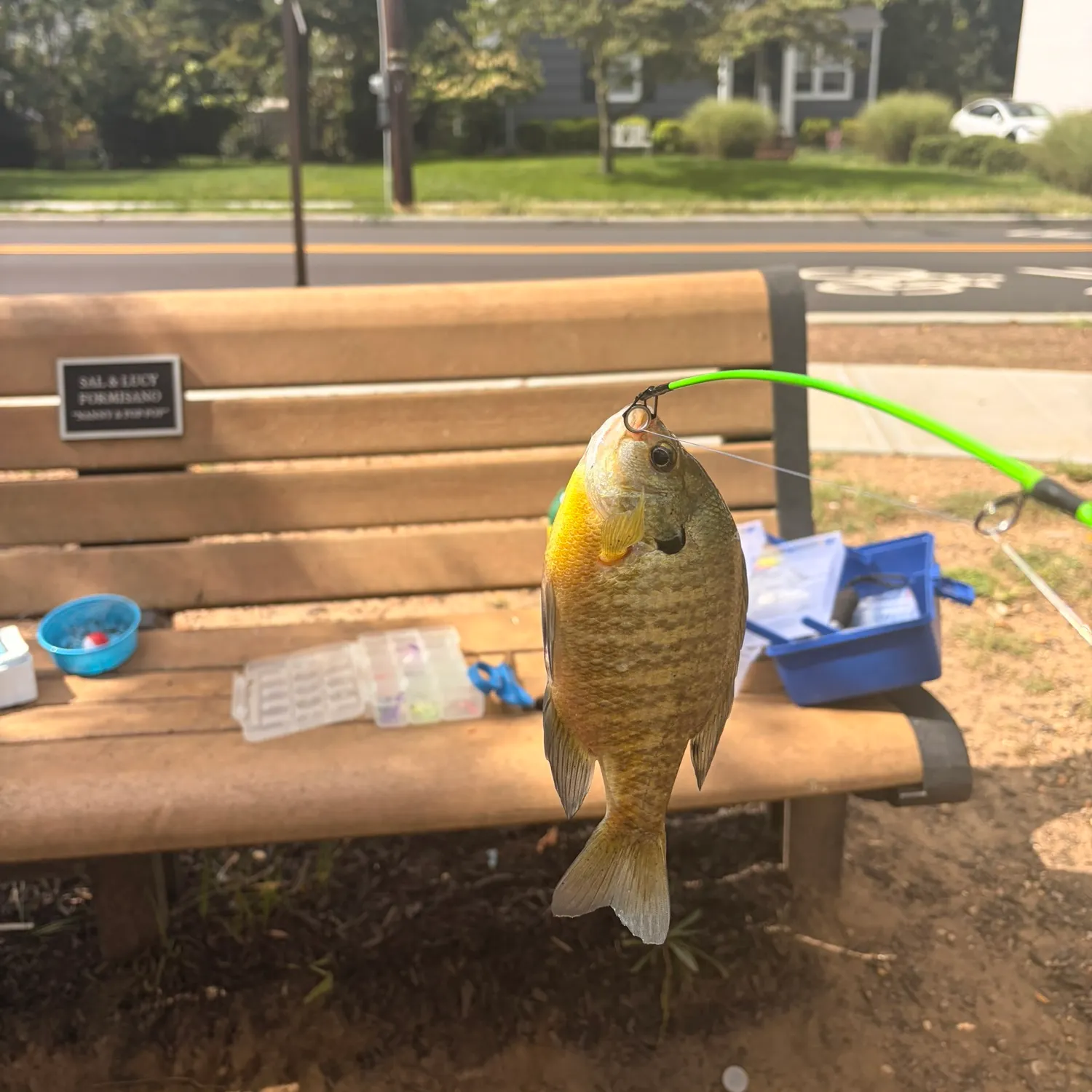 Bluegill caught on Fishbrain