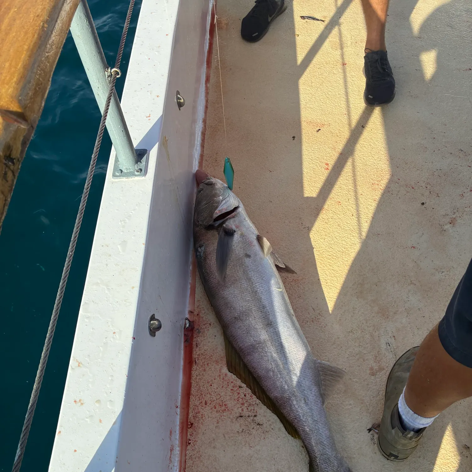 White seabass caught on Fishbrain