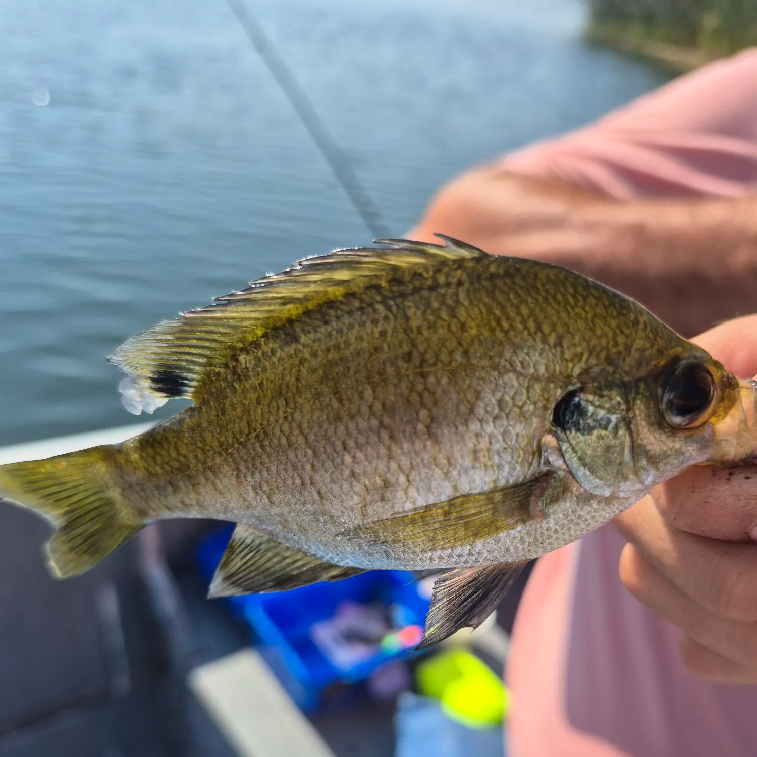 Bluegill caught on Fishbrain
