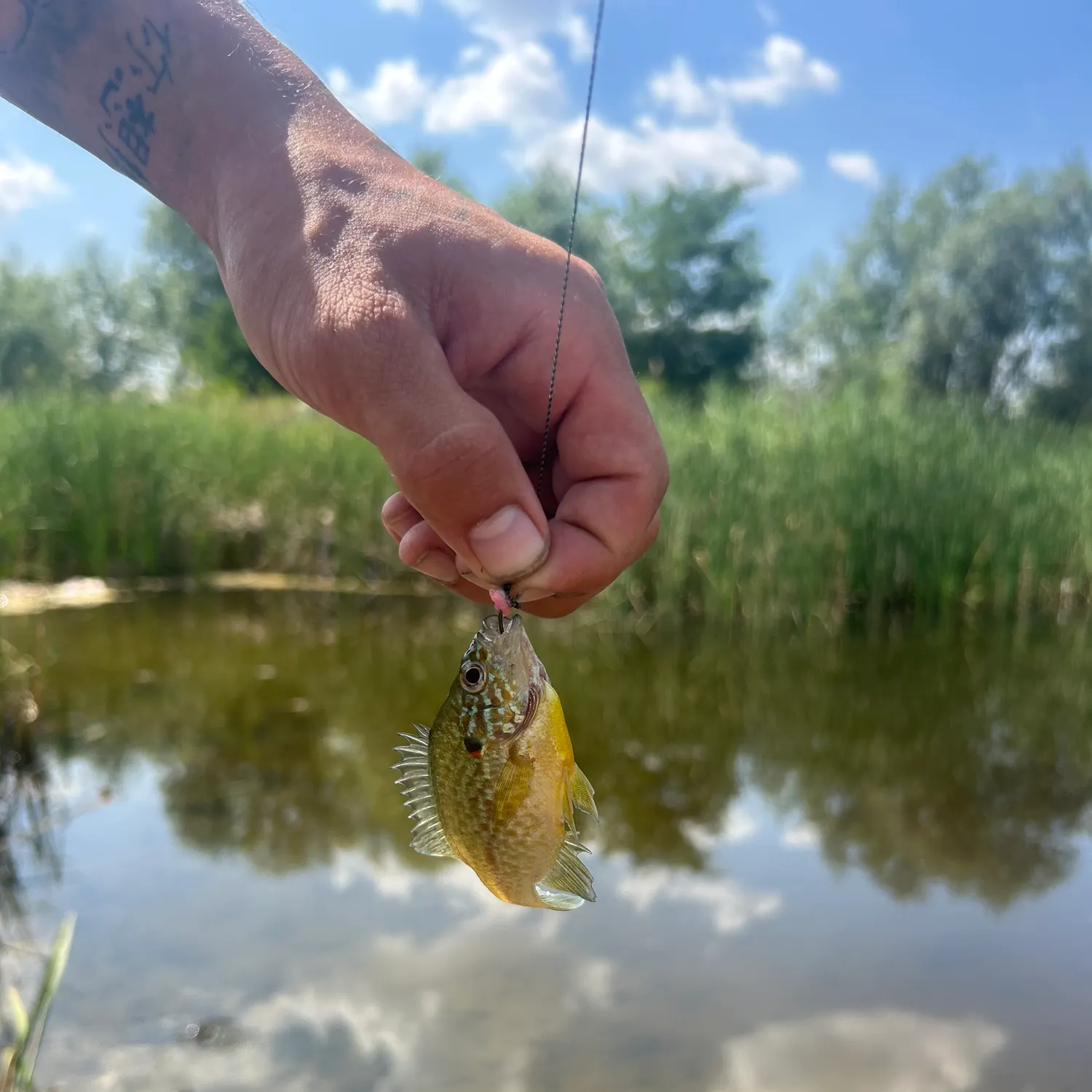 Pumpkinseed caught on Fishbrain