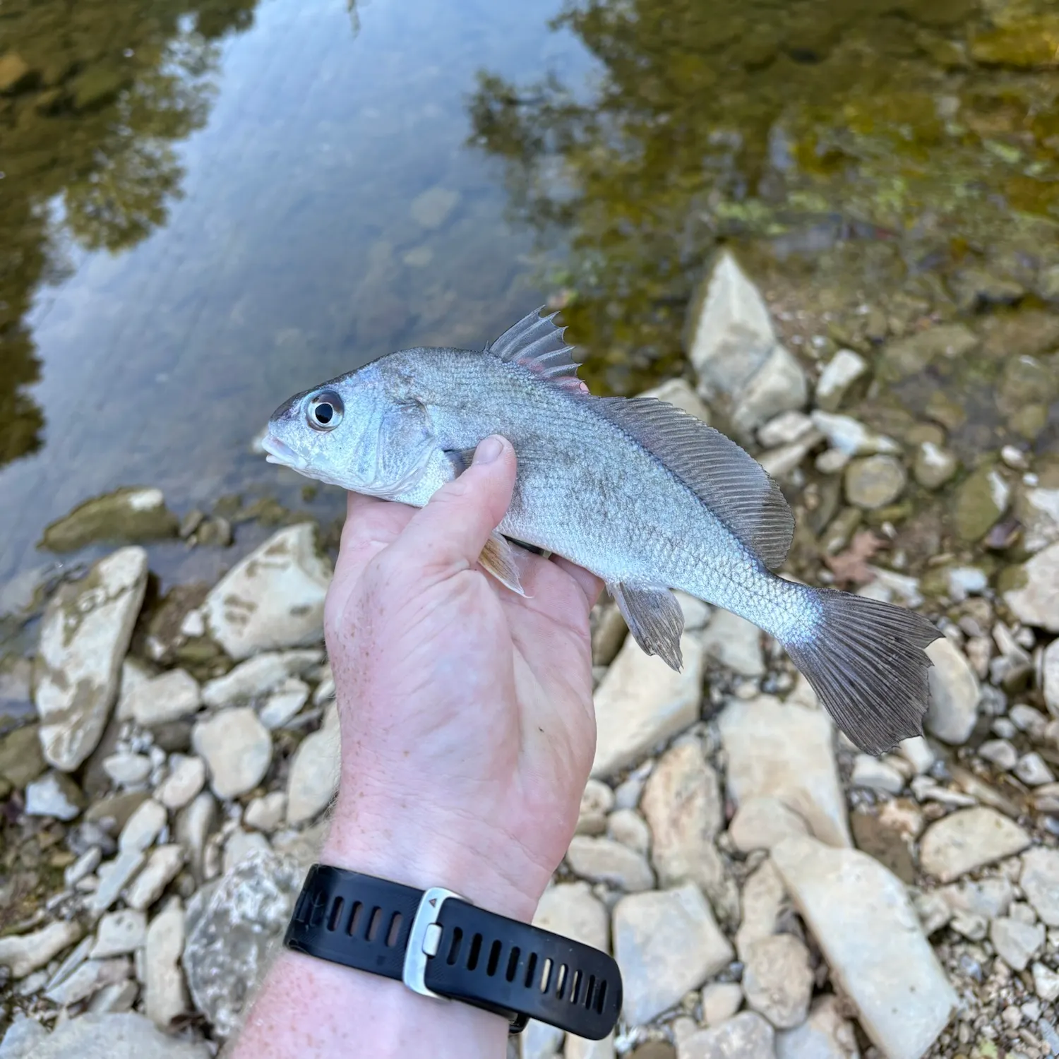 Freshwater drum caught on Fishbrain