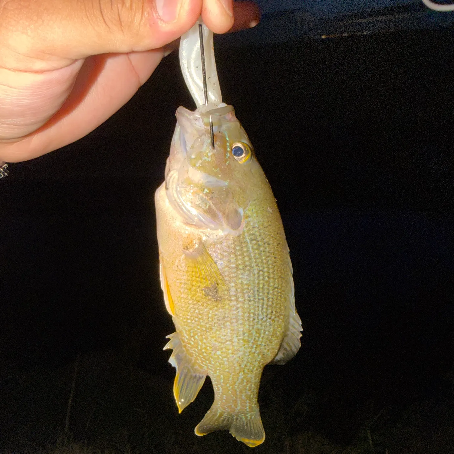 Green sunfish caught on Fishbrain