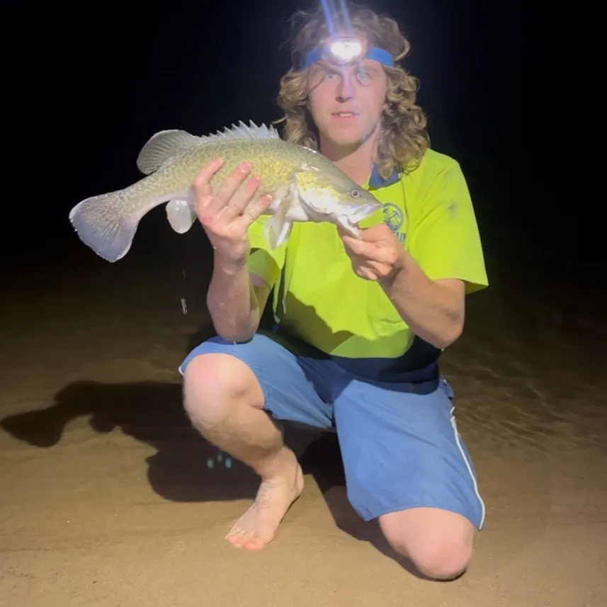 The most recent Murray cod catches on Fishbrain