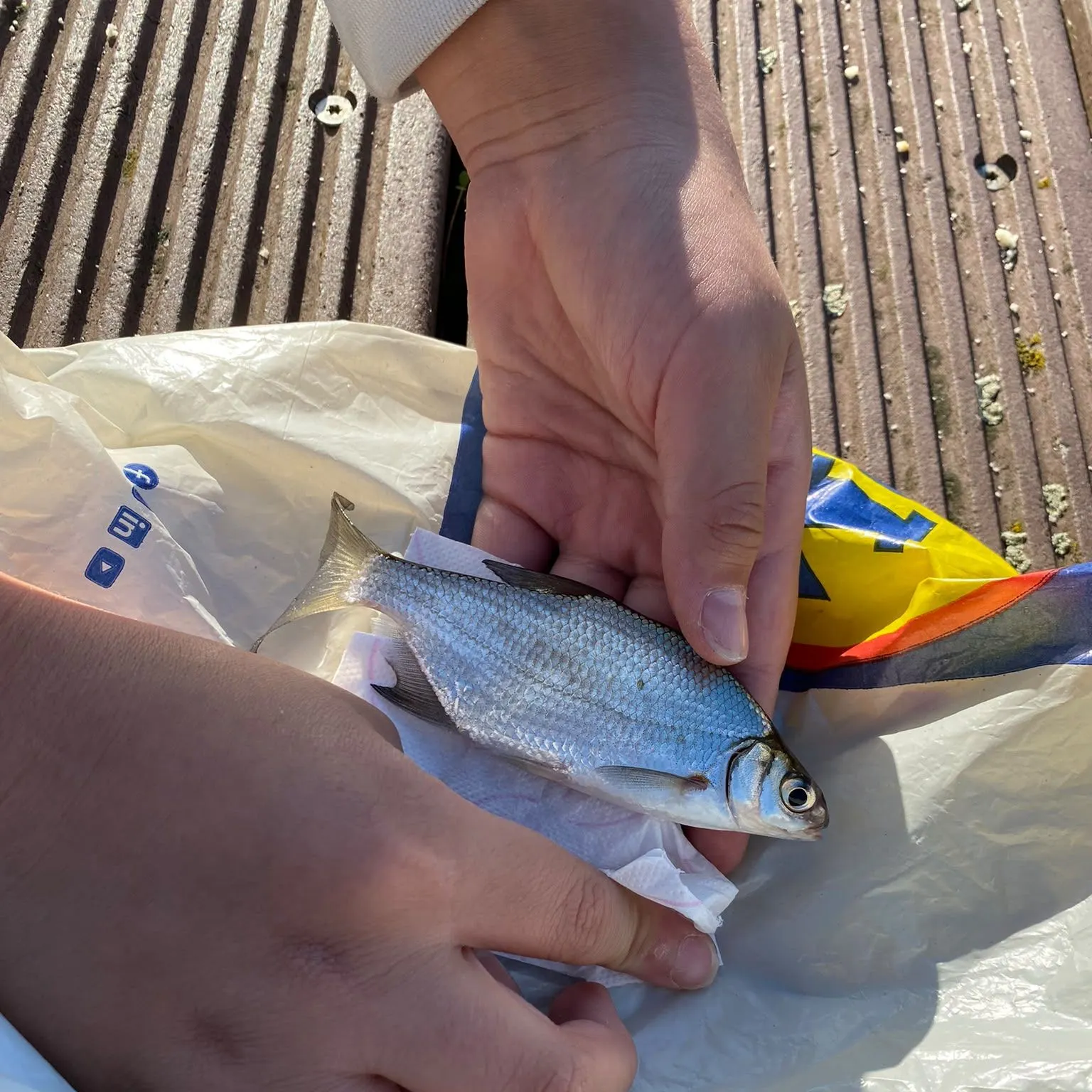 White bream caught on Fishbrain