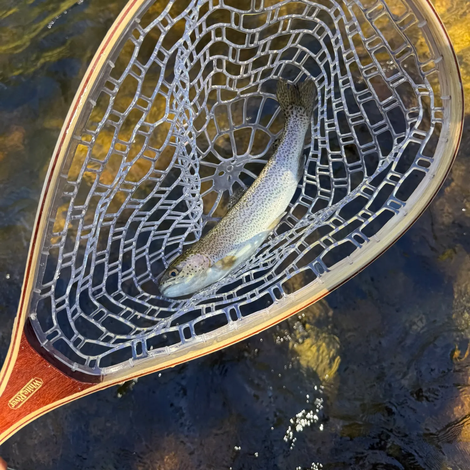 Rainbow trout caught on Fishbrain