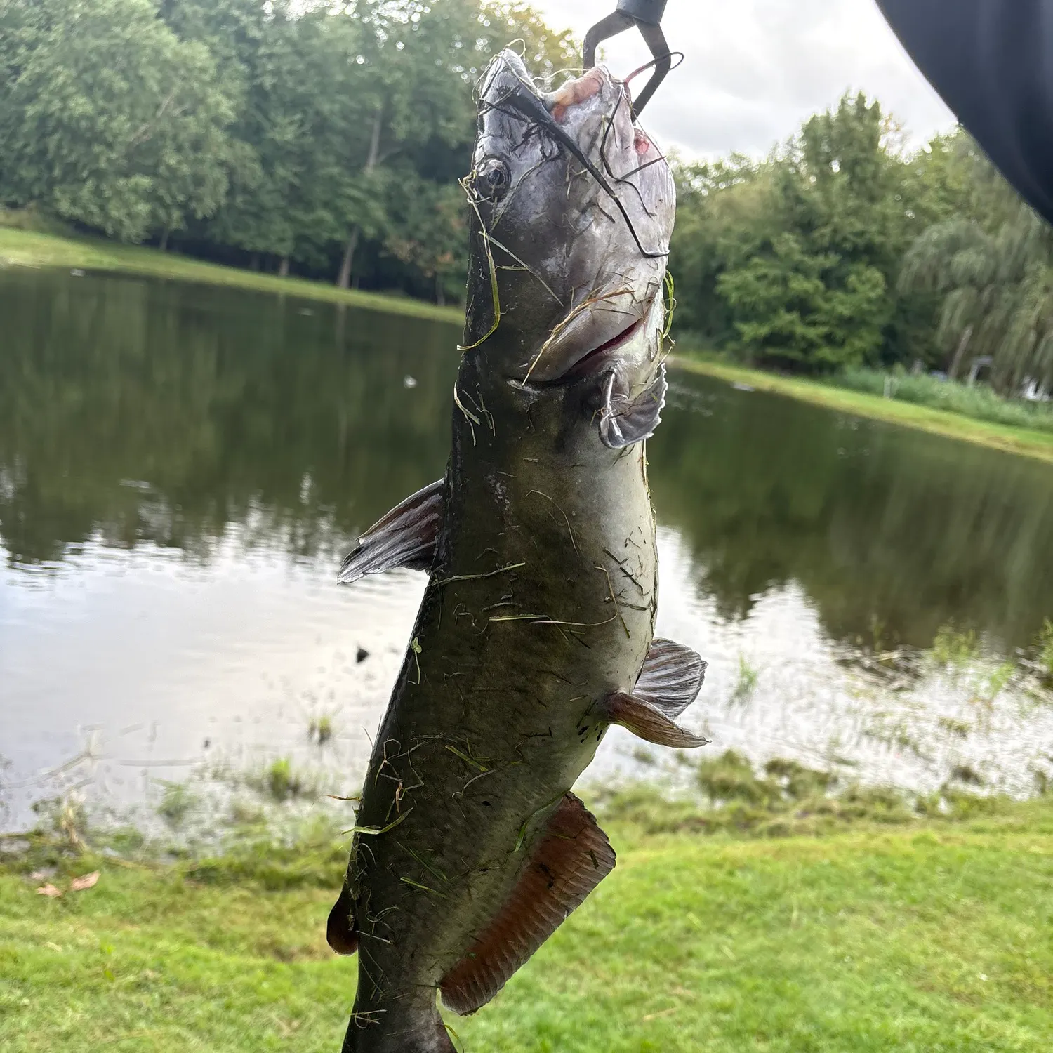 Channel catfish caught on Fishbrain