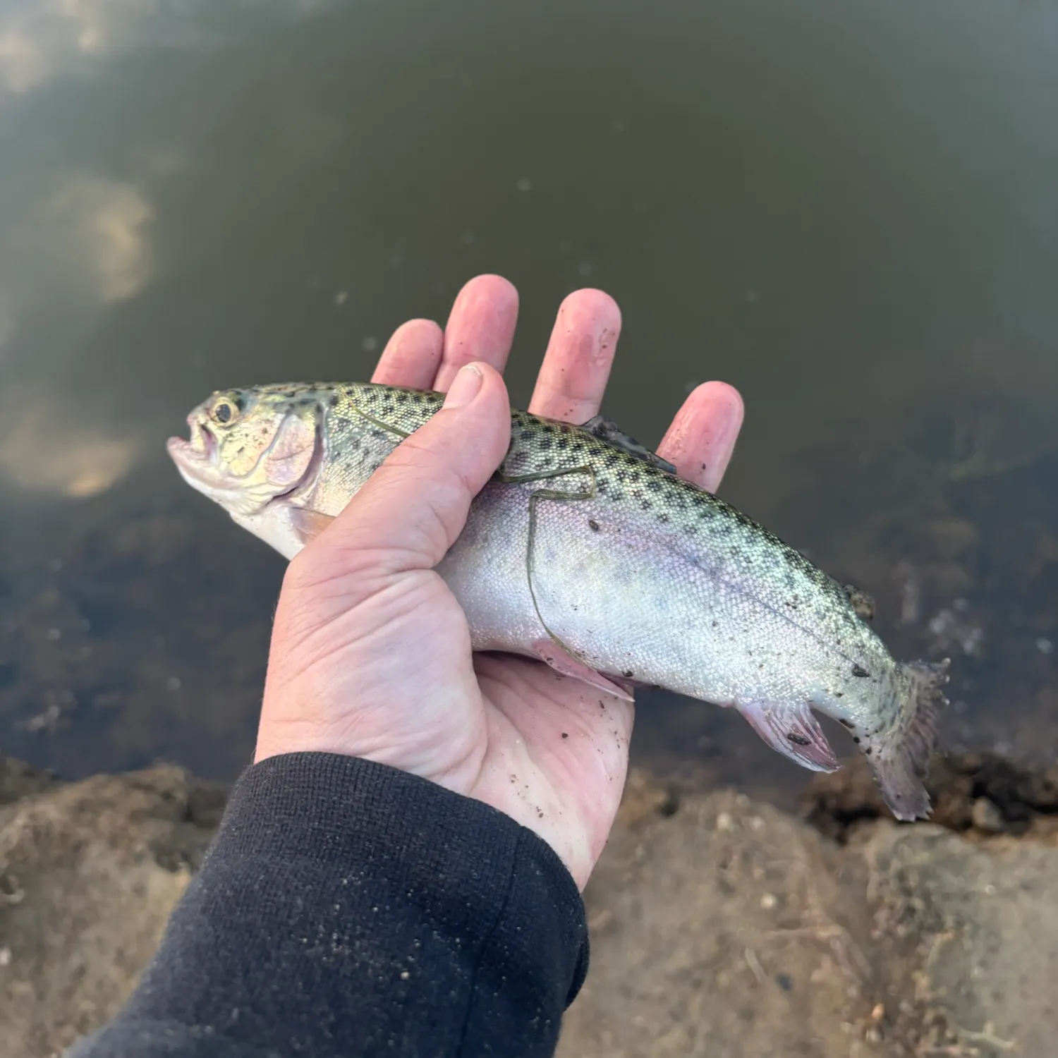 Rainbow trout caught on Fishbrain