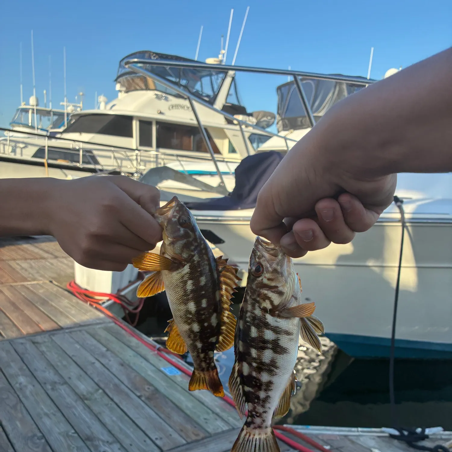 Kelp bass caught on Fishbrain