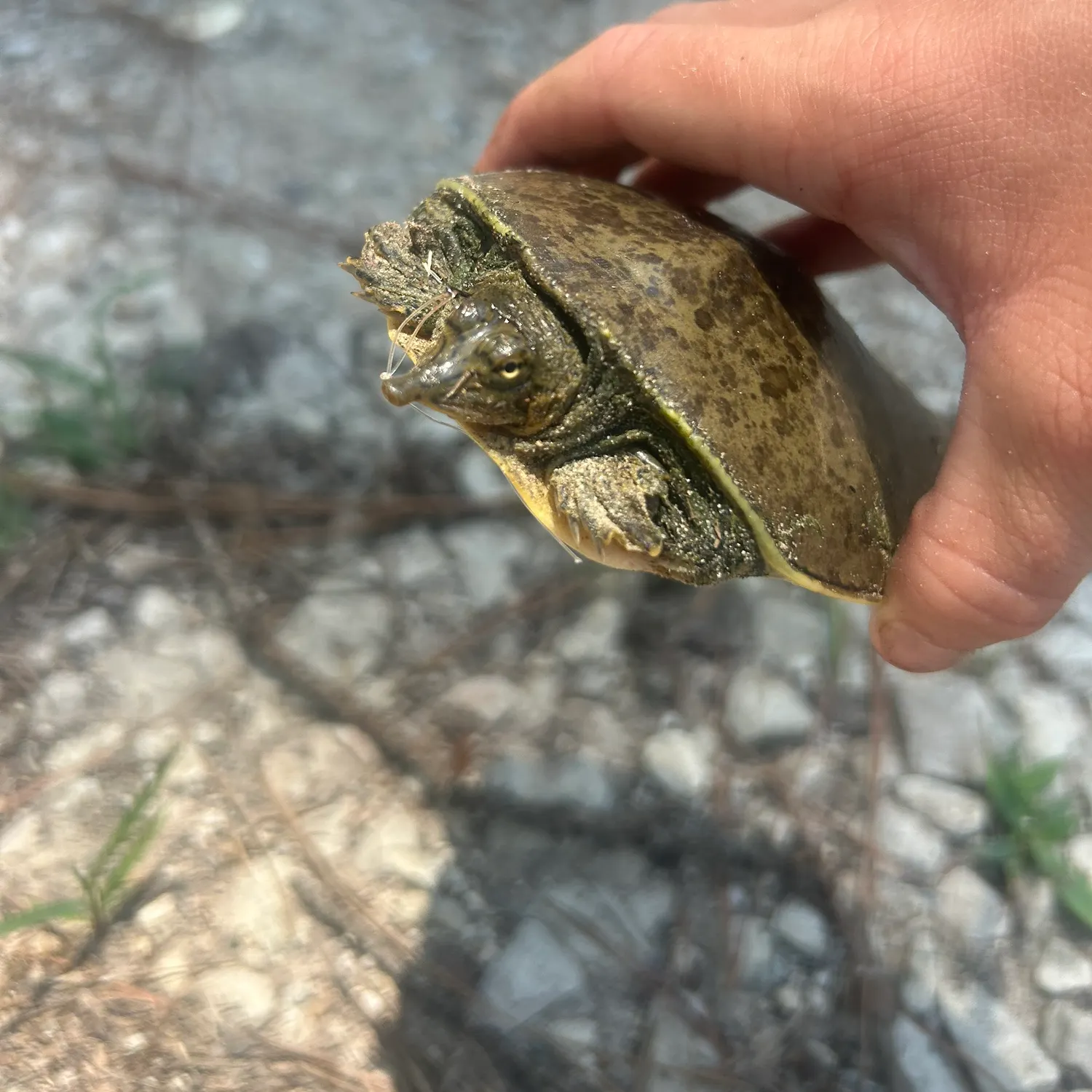 The most recent Florida softshell turtle catches on Fishbrain