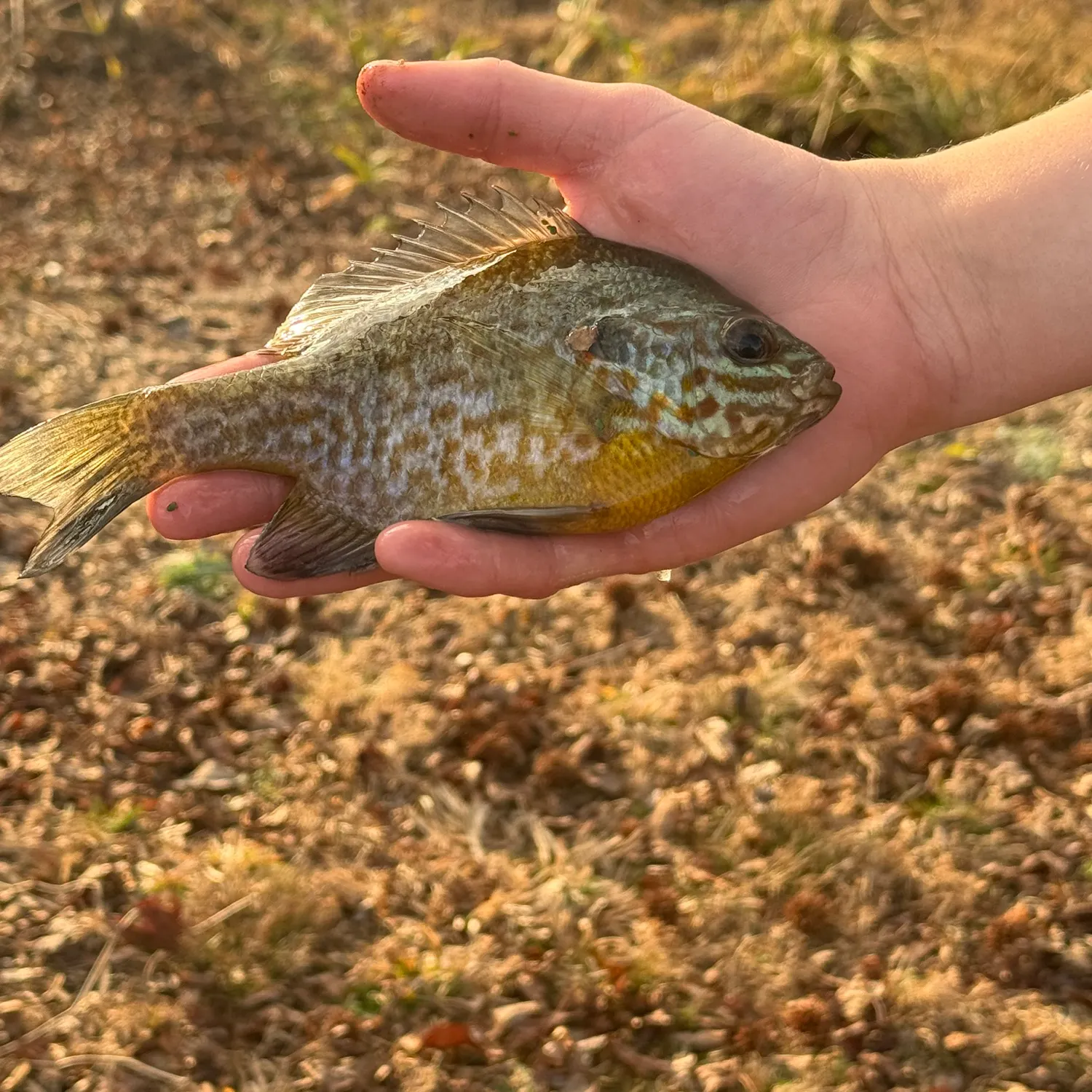 The most recent Pumpkinseed catches on Fishbrain