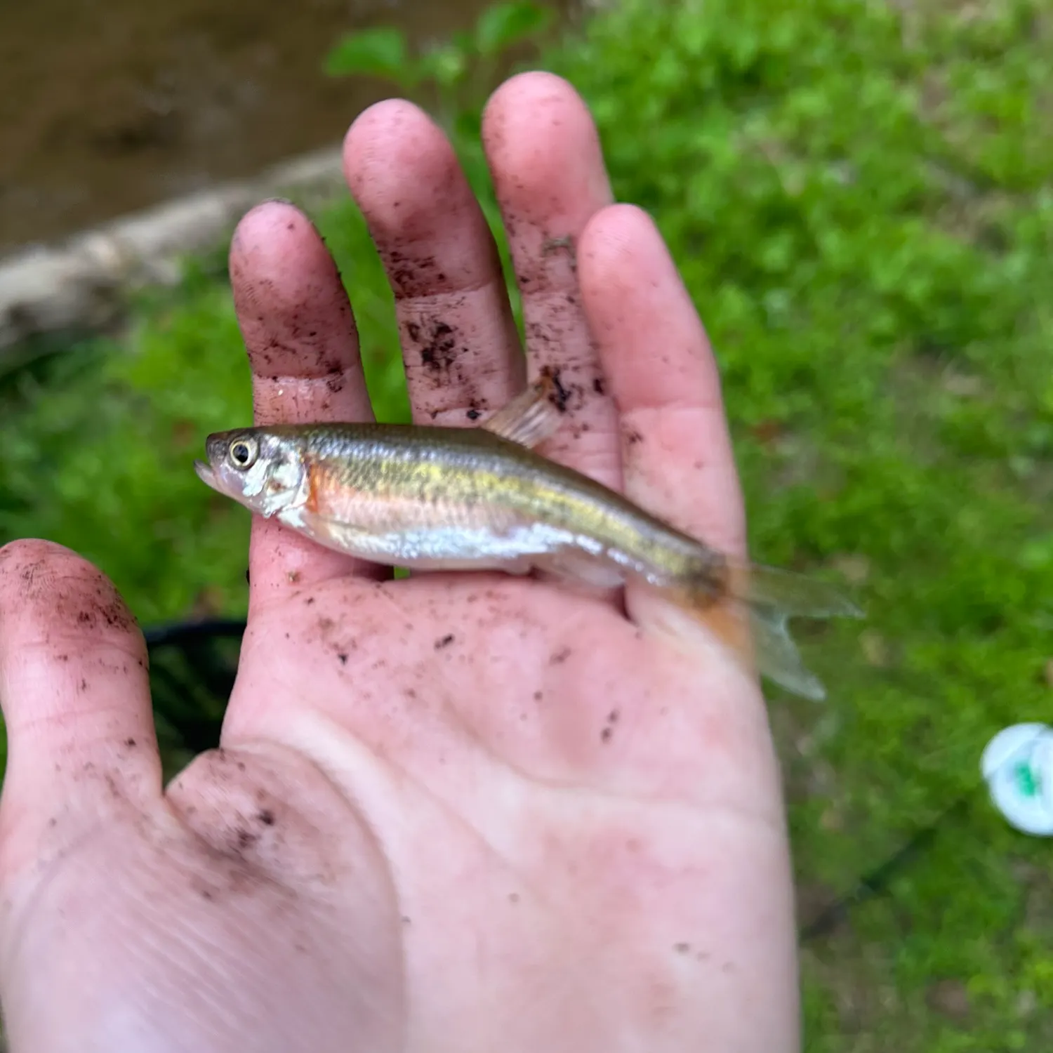 The most recent Rosyside dace catches on Fishbrain