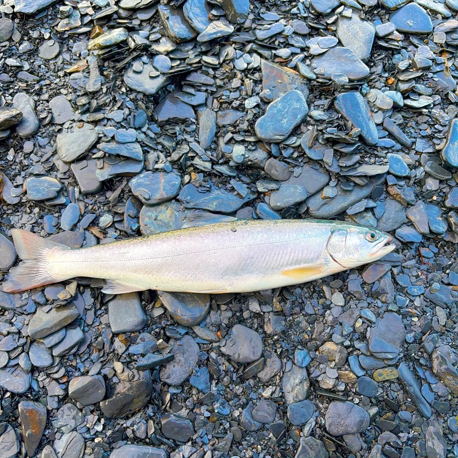 The most recent Dolly varden catches on Fishbrain