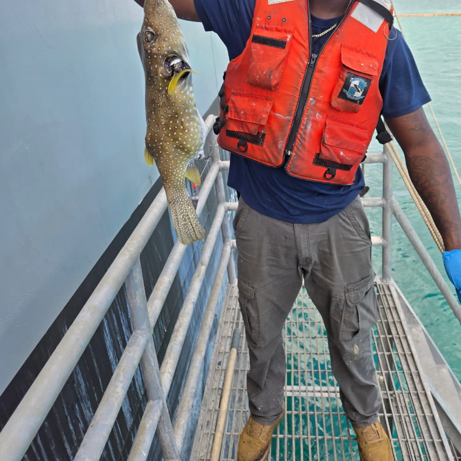 The most recent White-spotted puffer catches on Fishbrain