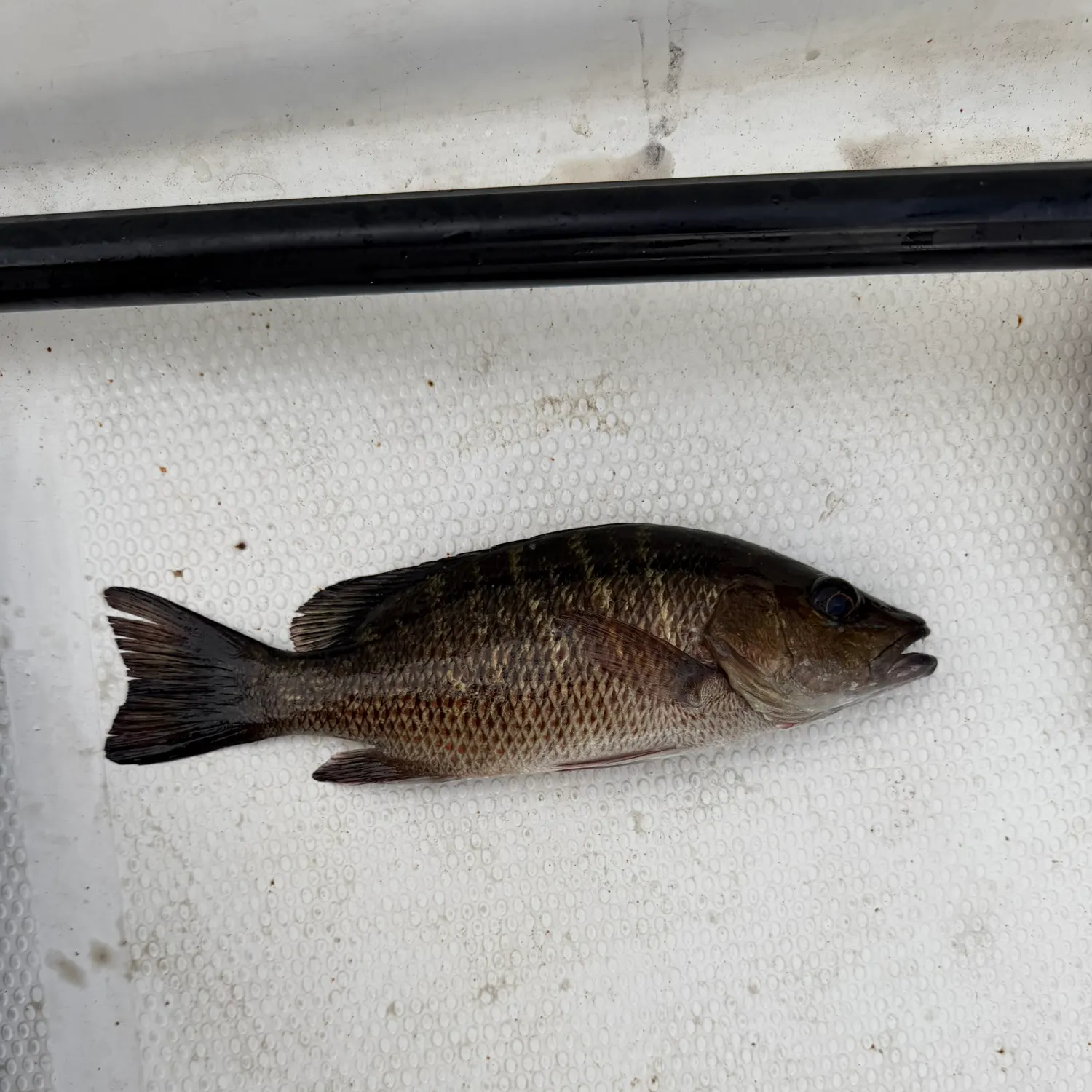 Mangrove snapper caught on Fishbrain