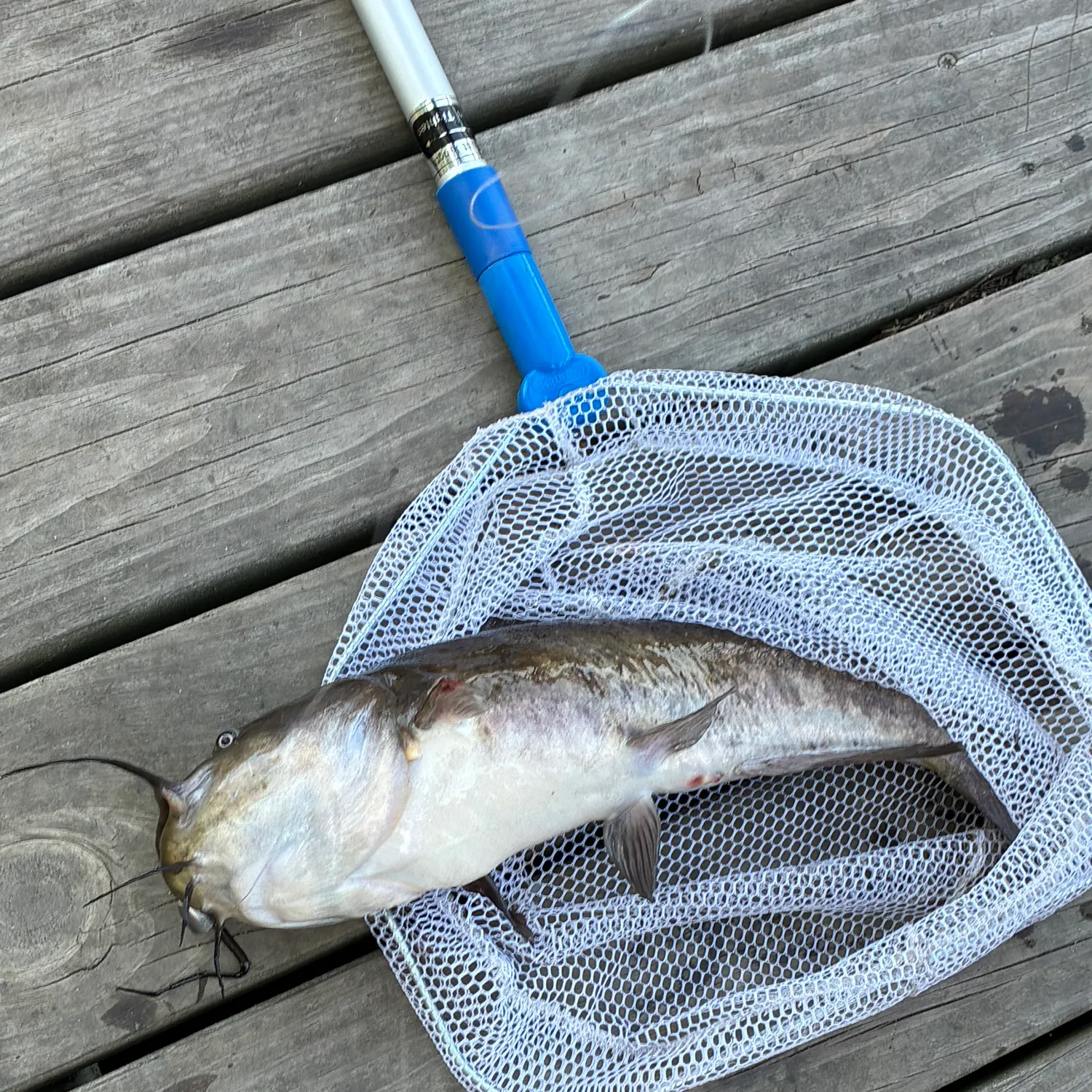 White bullhead caught on Fishbrain