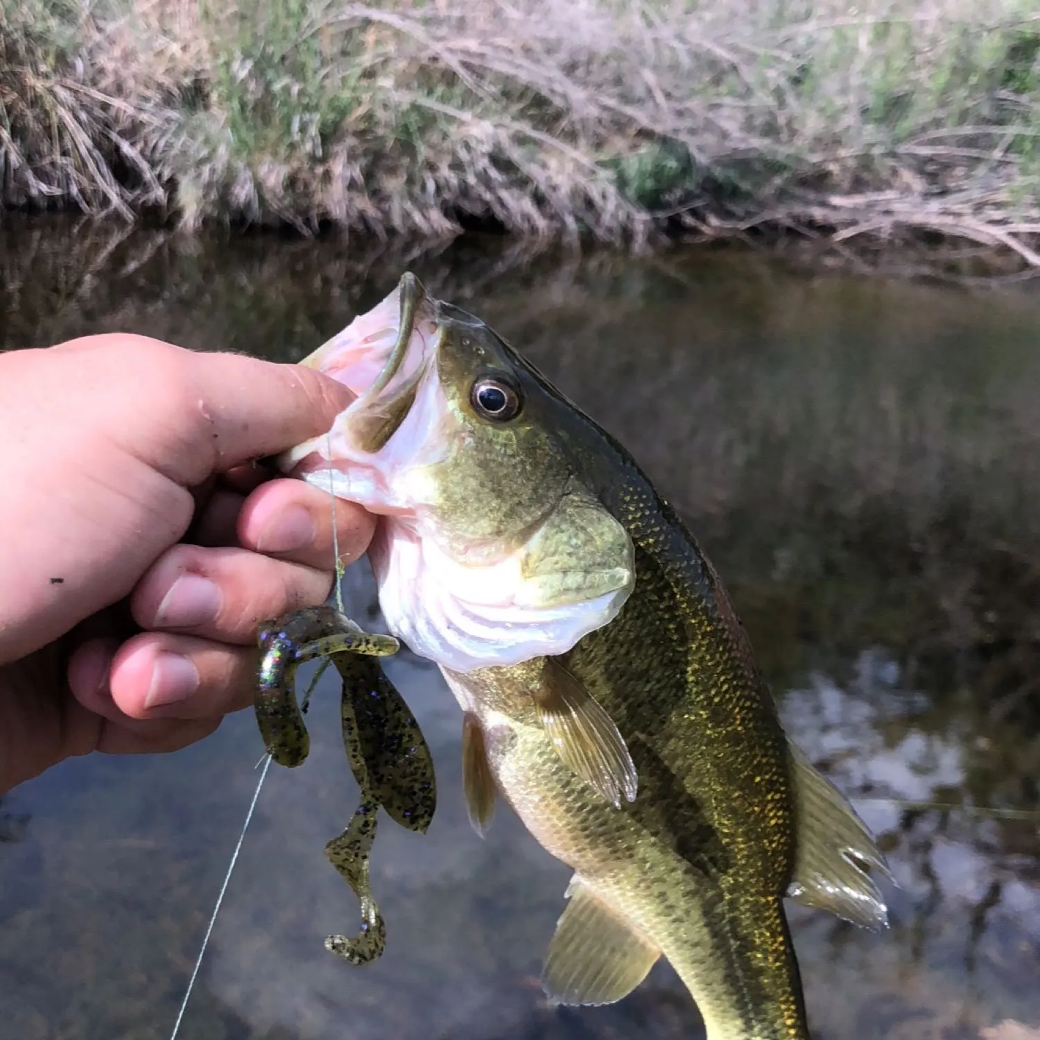 Largemouth bass caught on Fishbrain