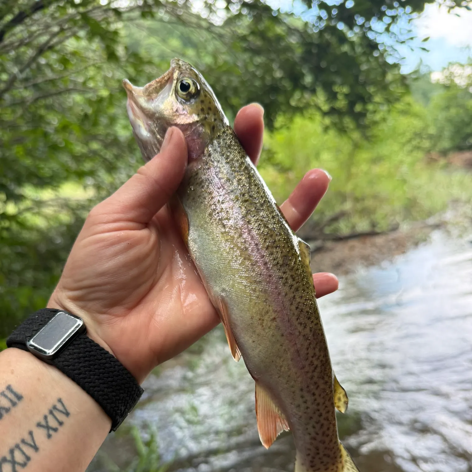 recently logged catches